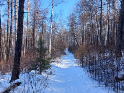 В Забайкалье установился режим «мягкой зимы»