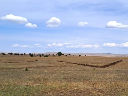 Сосны высадят в Нерчинских лесах в форме букв Z и V
