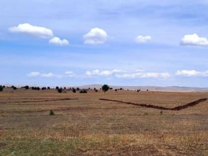 В Забайкалье лесники высадят деревья в форме букв Z и V