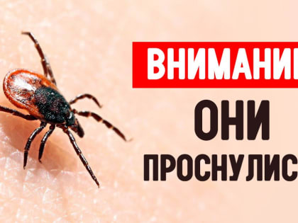 Осторожно! Сезон клещей