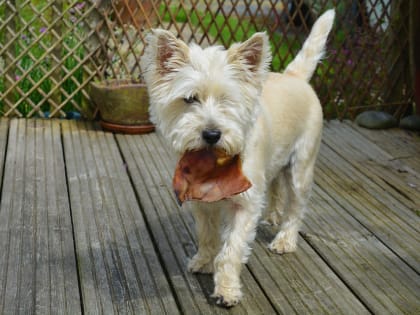 Почти 2 тысячи животных привили от бешенства ветврачи в Борзинском районе