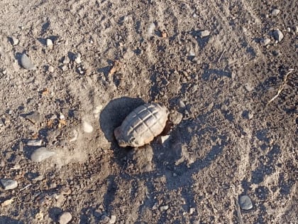 Гранату 1915 года нашли возле села Новые Ключи в Забайкалье