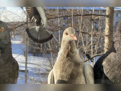 Самолёты могут столкнуться с птицами в Чите из-за свалок около аэропорта