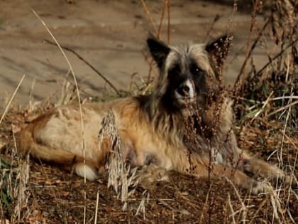 Хозяйка собак-убийц из Домны признана виновной: Новые подробности от следствия