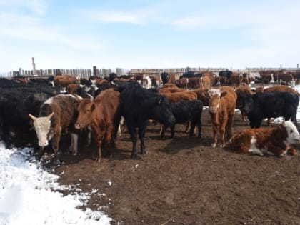 Начинающие фермеры в Забайкалье могут получить до 4 млн рублей по гранту «Агростартап»