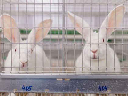 Предприниматели Забайкальского края в 2023 году экспортировали свою продукцию в Казахстан и Китай