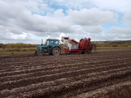 ​Урожайность картофеля в Забайкалье на 12% превысила уровень 2022 года