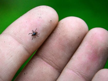 Увеличение случаев укусов клещей в Забайкальском крае