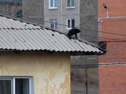 Жительница Читы: Крыша многоквартирного дома постоянно протекает, УК бездействует