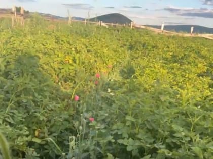 Плантацию мака на огороде нашли у жителя Калганского района