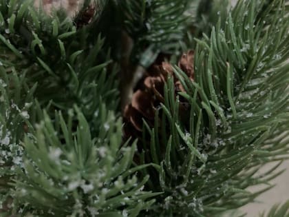 Отмечаете ли вы Старый Новый год? – опрос ZAB.RU