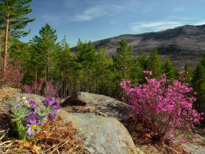С юбилеем, Забайкальский край!