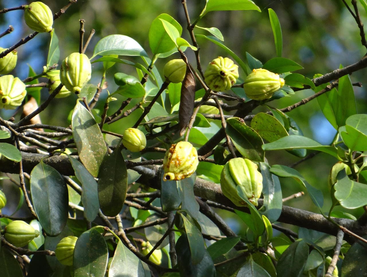 acv with garcinia cambogia