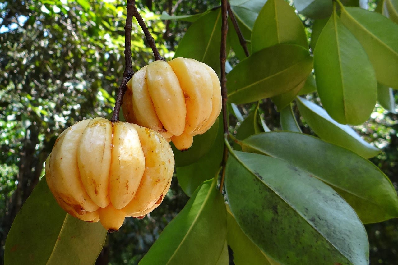 Garcinia Cambogia Green Tea