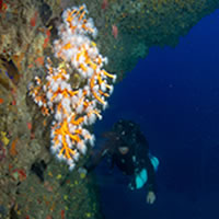 Rebreather Diving Lanzarote