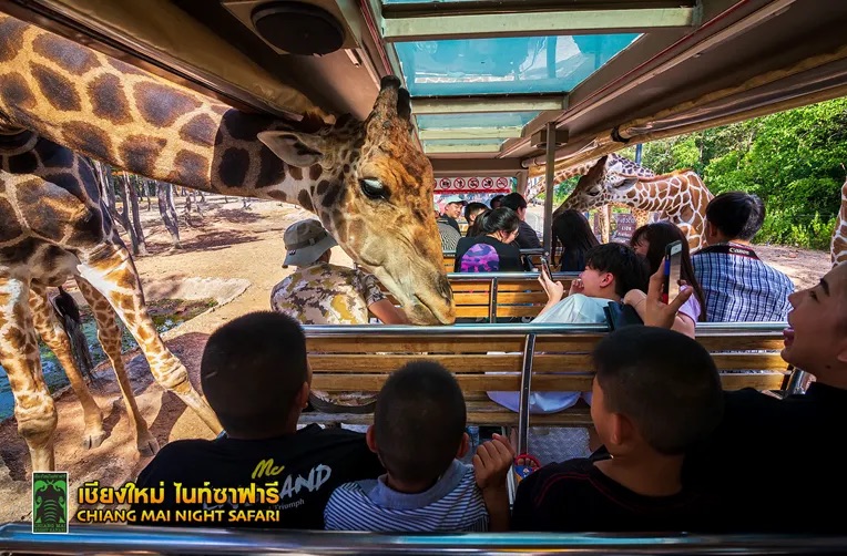 Chiang Mai Nigh Safari