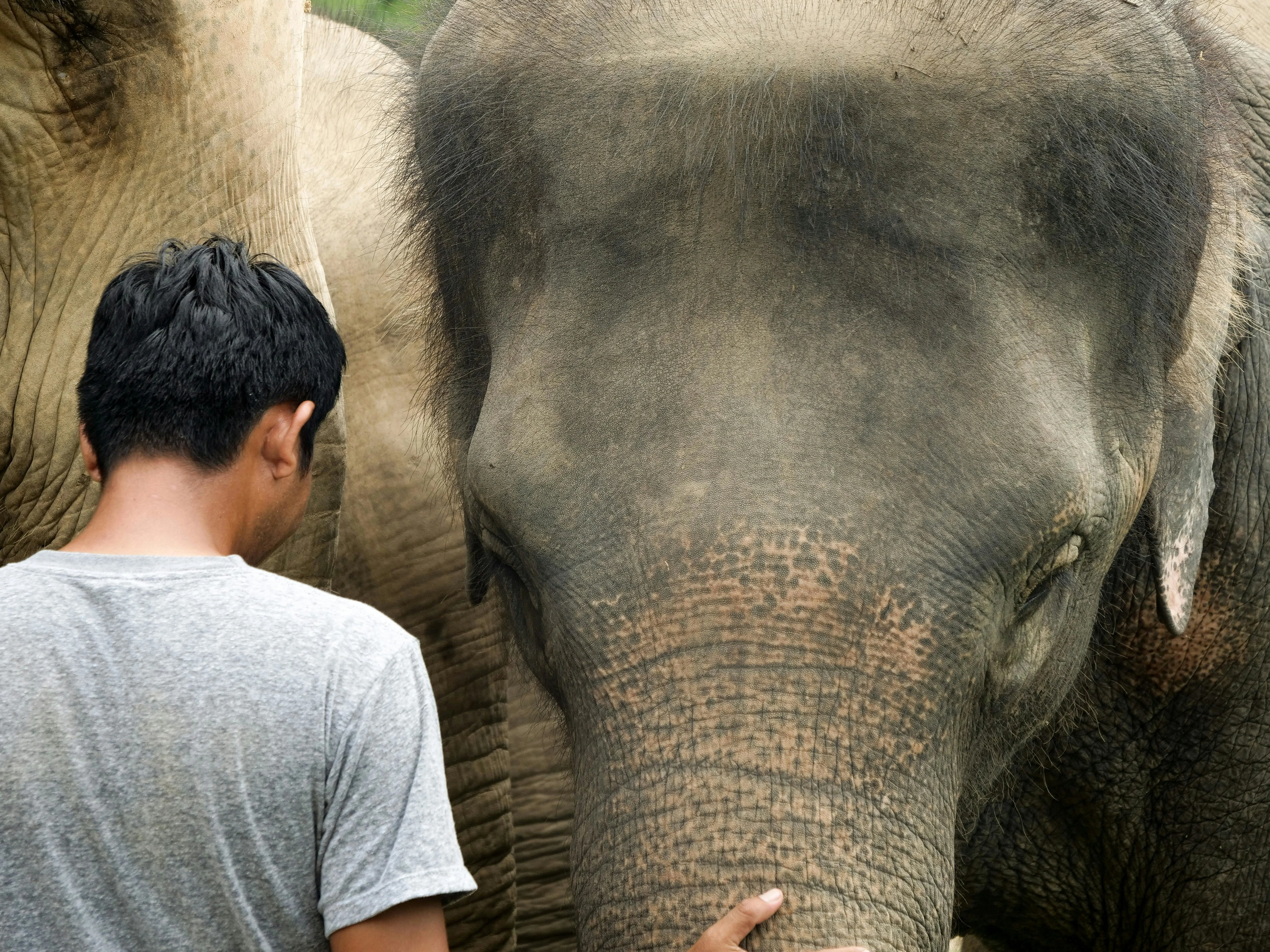 A man gently interacting with elephants in an outdoor environment.