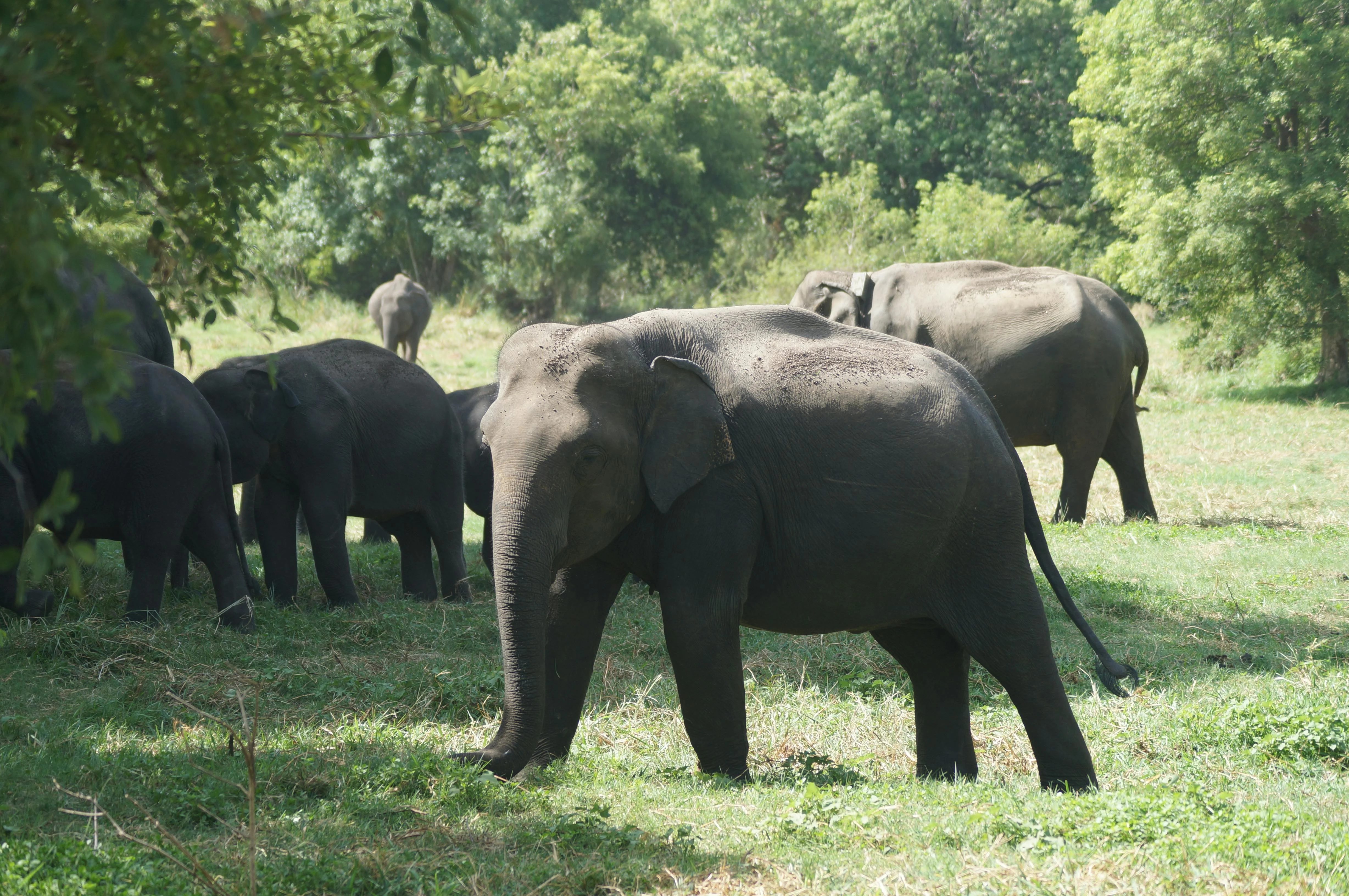 A group of Asian elephants grazing peacefully in a verdant forest setting under daytime light