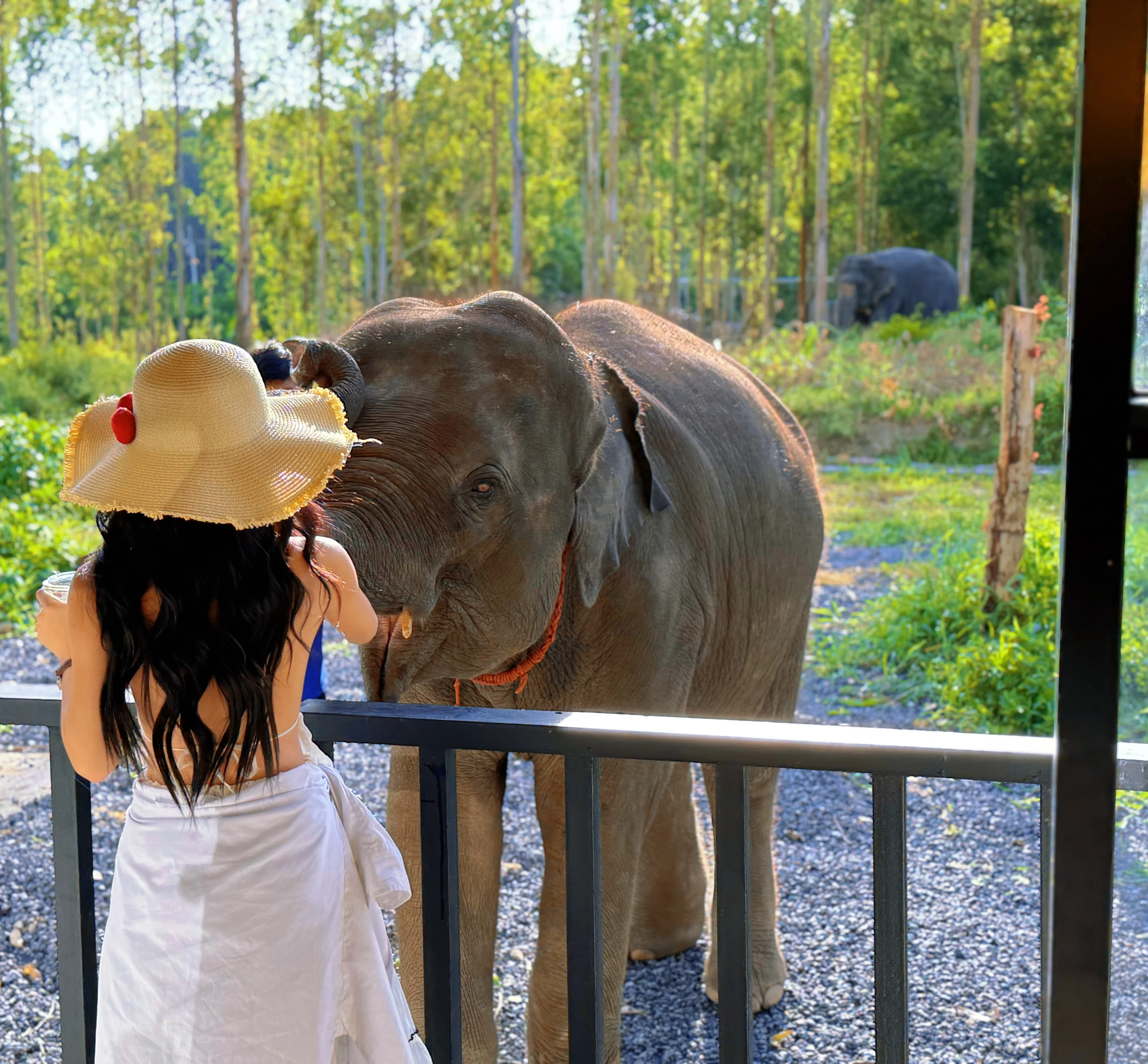 Elephant Care Park Phuket