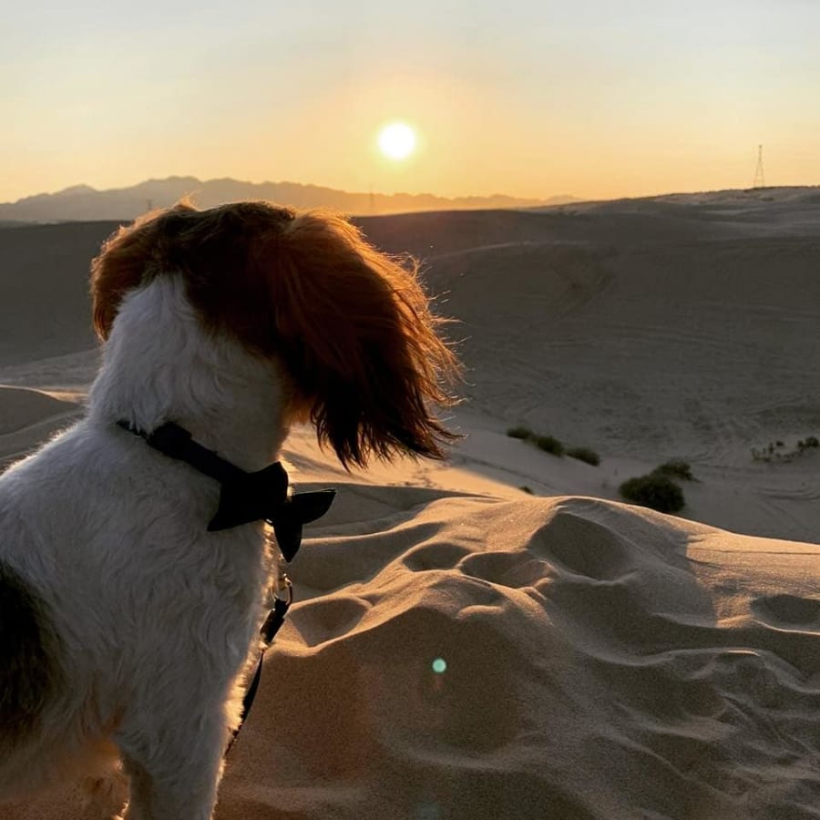 Chihuahua Tours-gallery-1