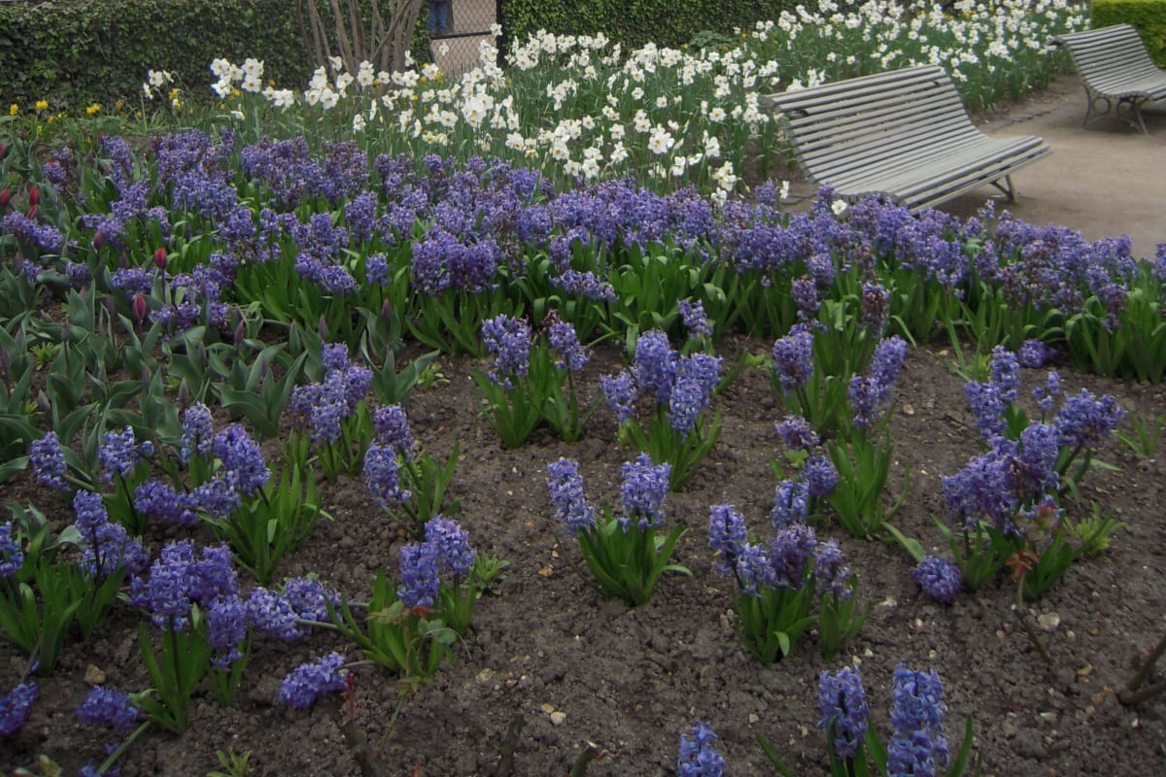 Palais Royal Gardens