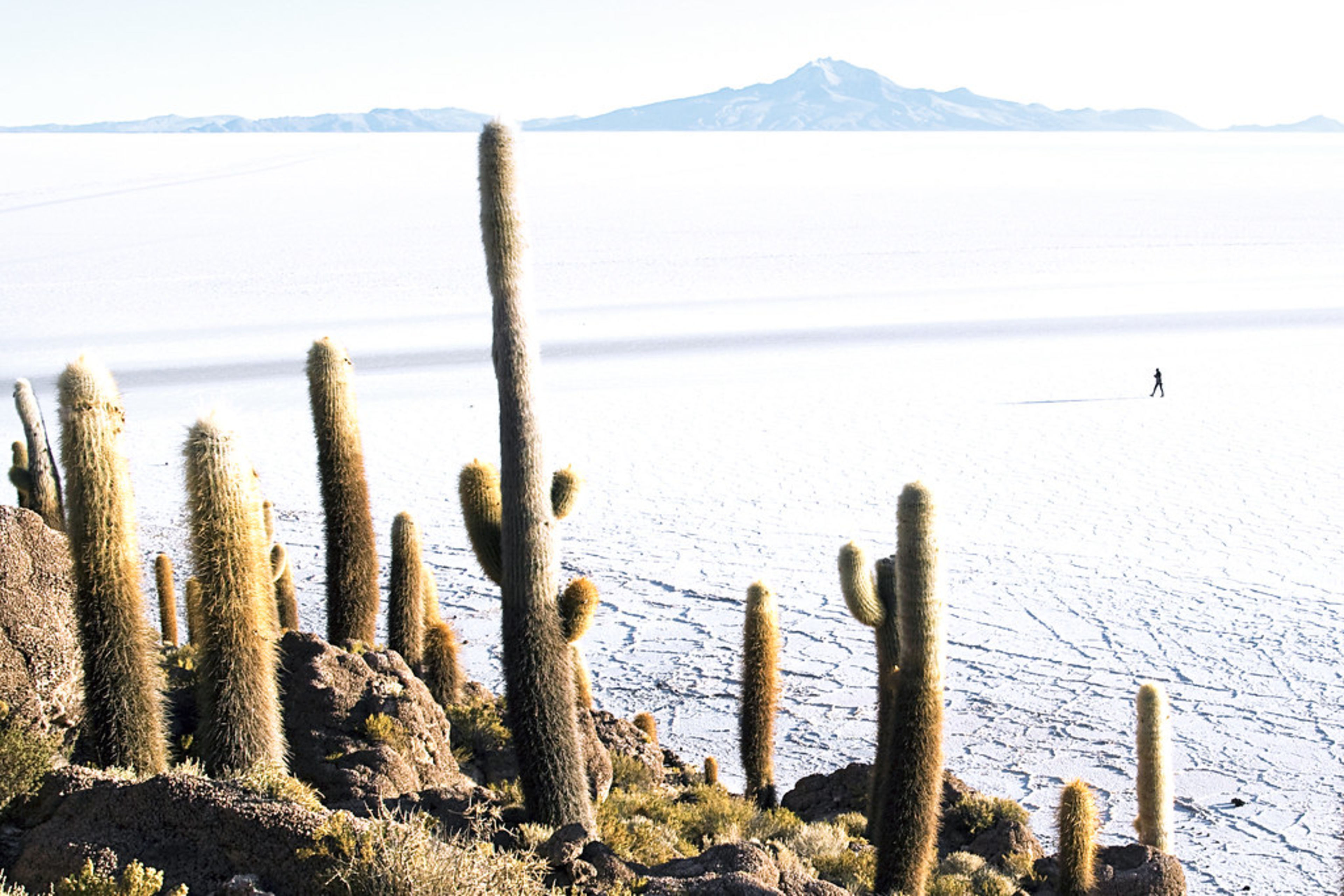 Salar de Atacama (Salt Flat & Flamingos)