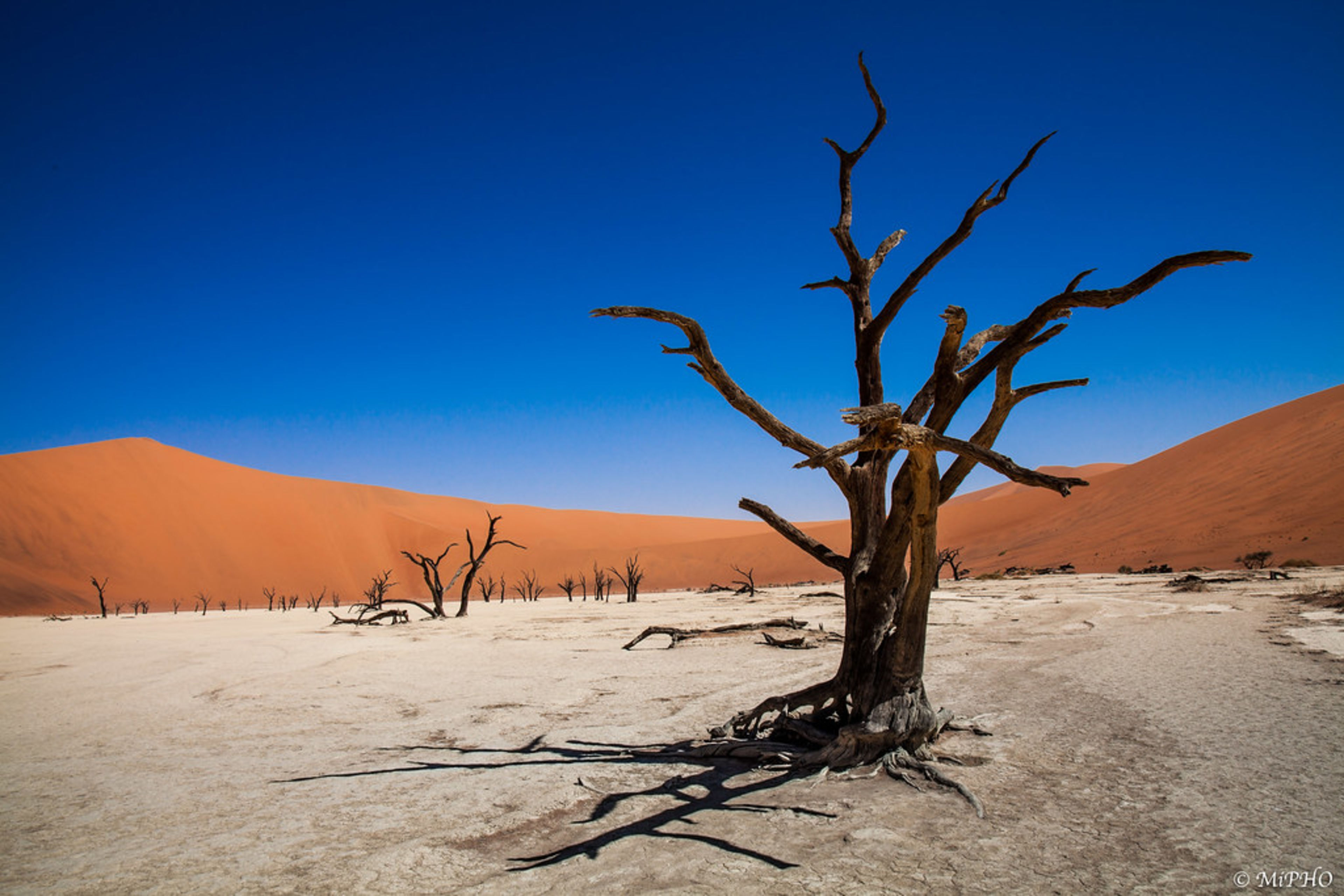 Deadvlei (Dead Trees & White Clay Pan)