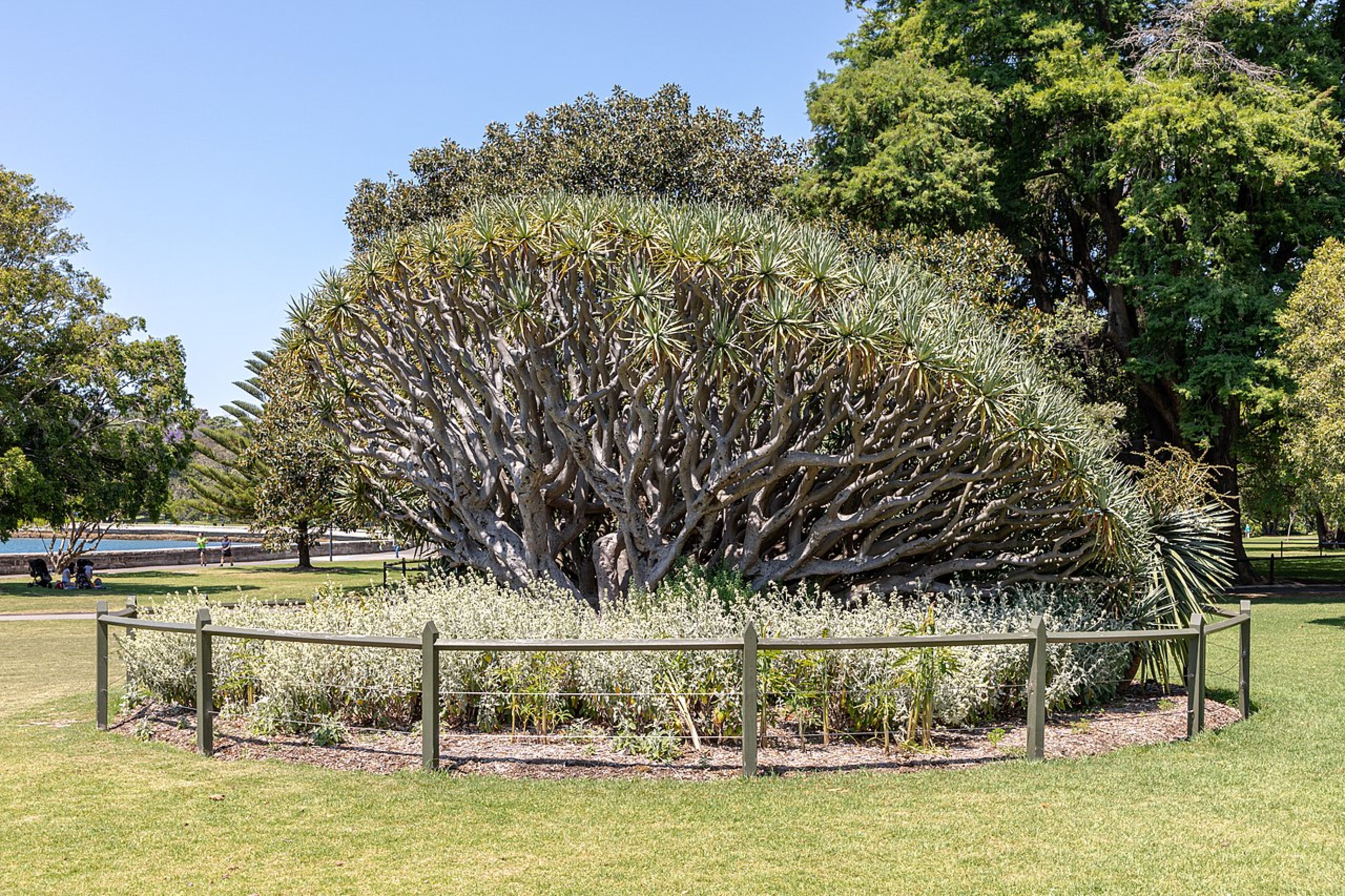 Royal Botanic Garden