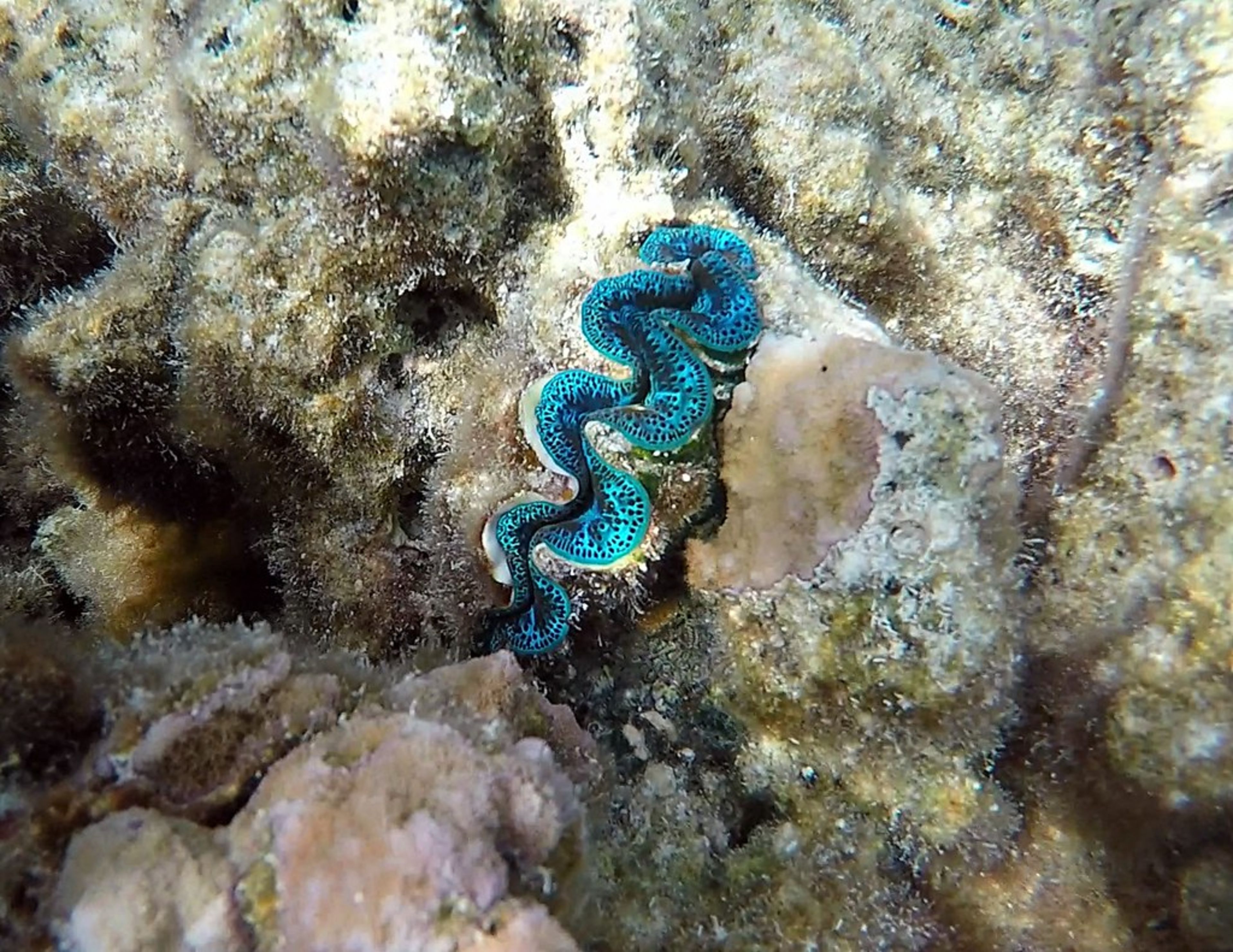 Coral Garden Snorkeling