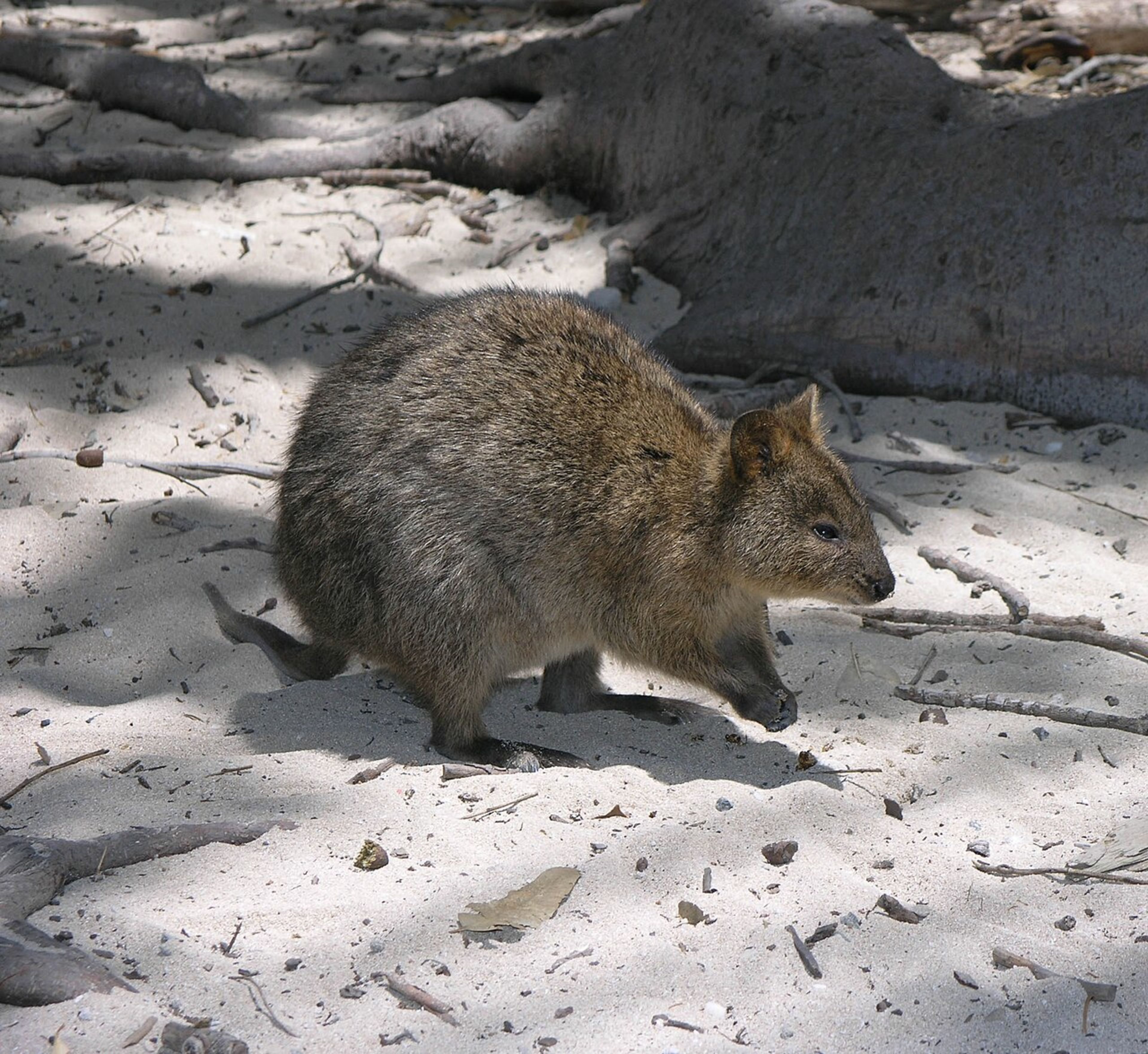 Rottnest Island (Quokkas)