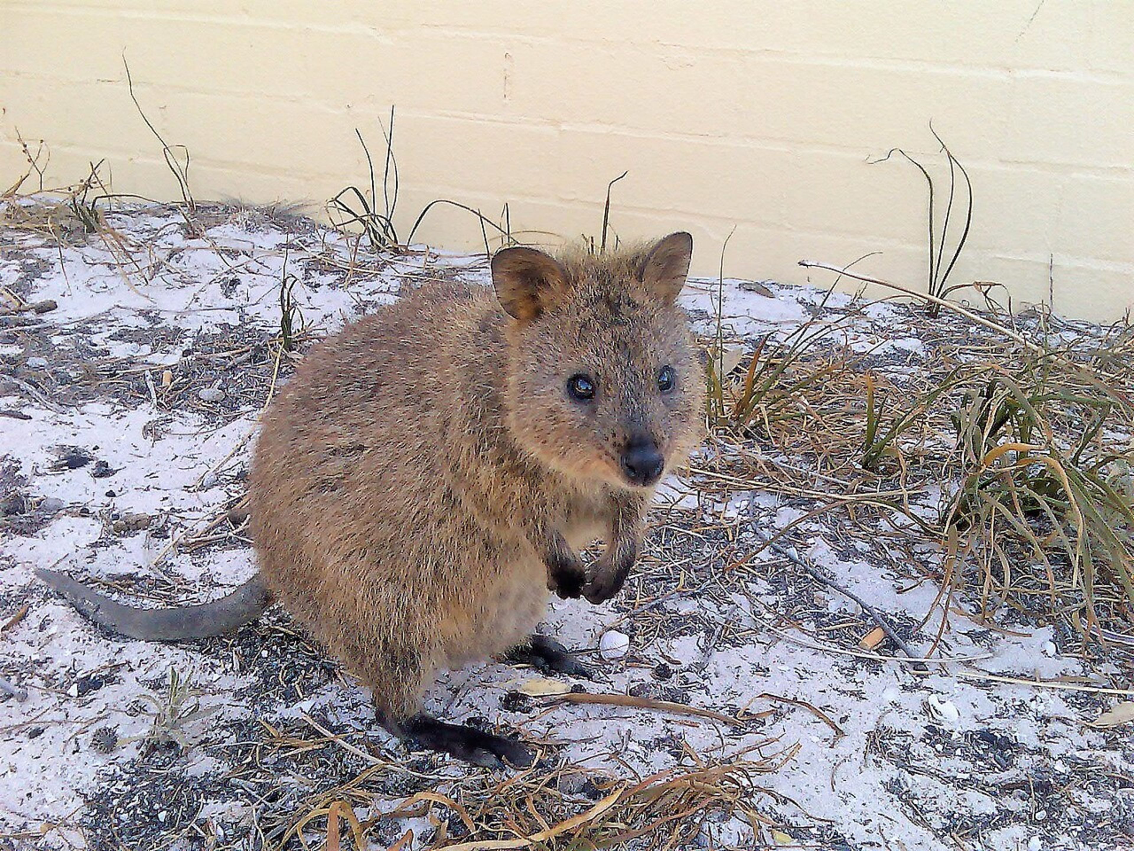 Rottnest Island (Quokkas)