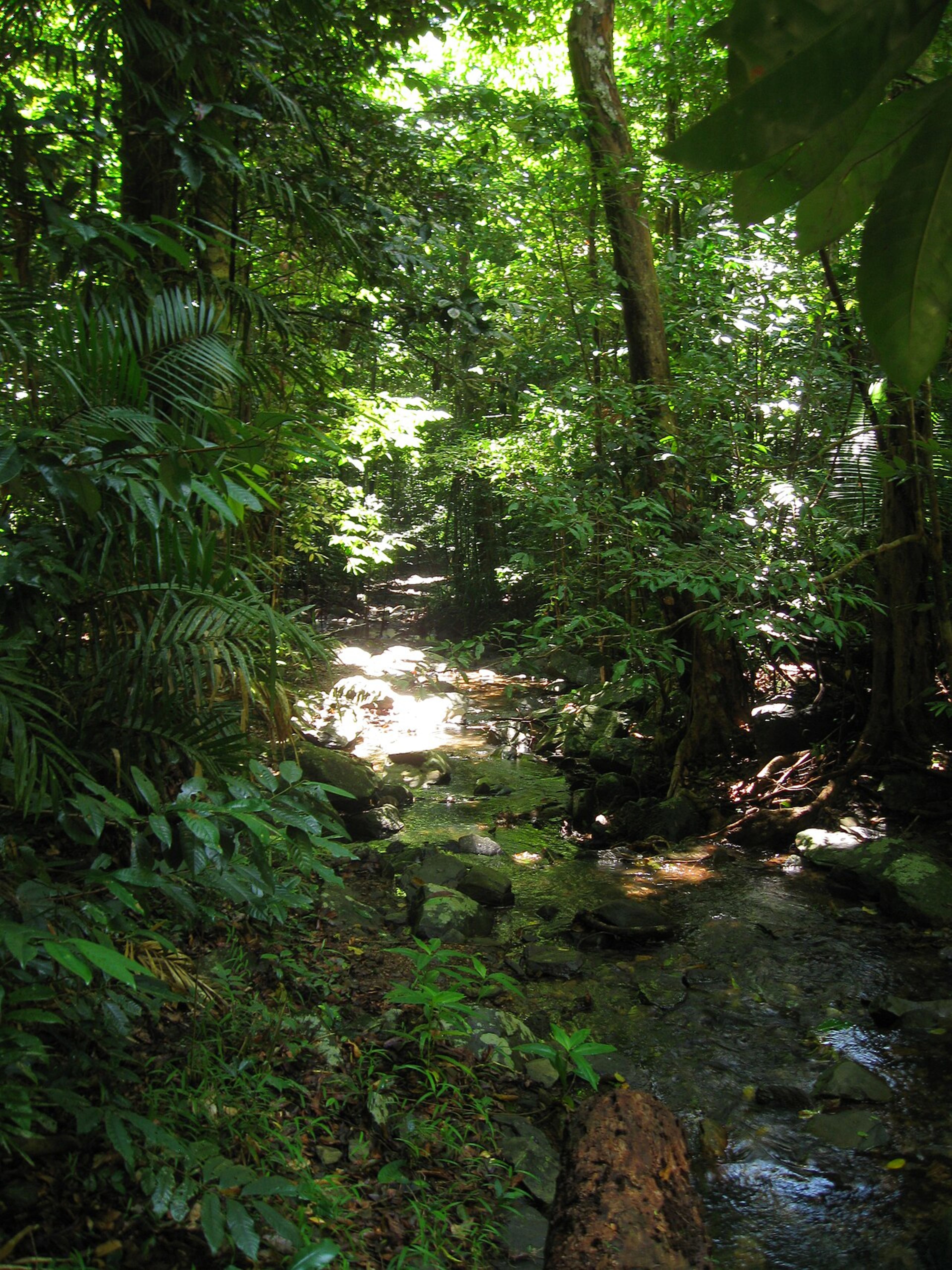 Daintree Rainforest (day trip)