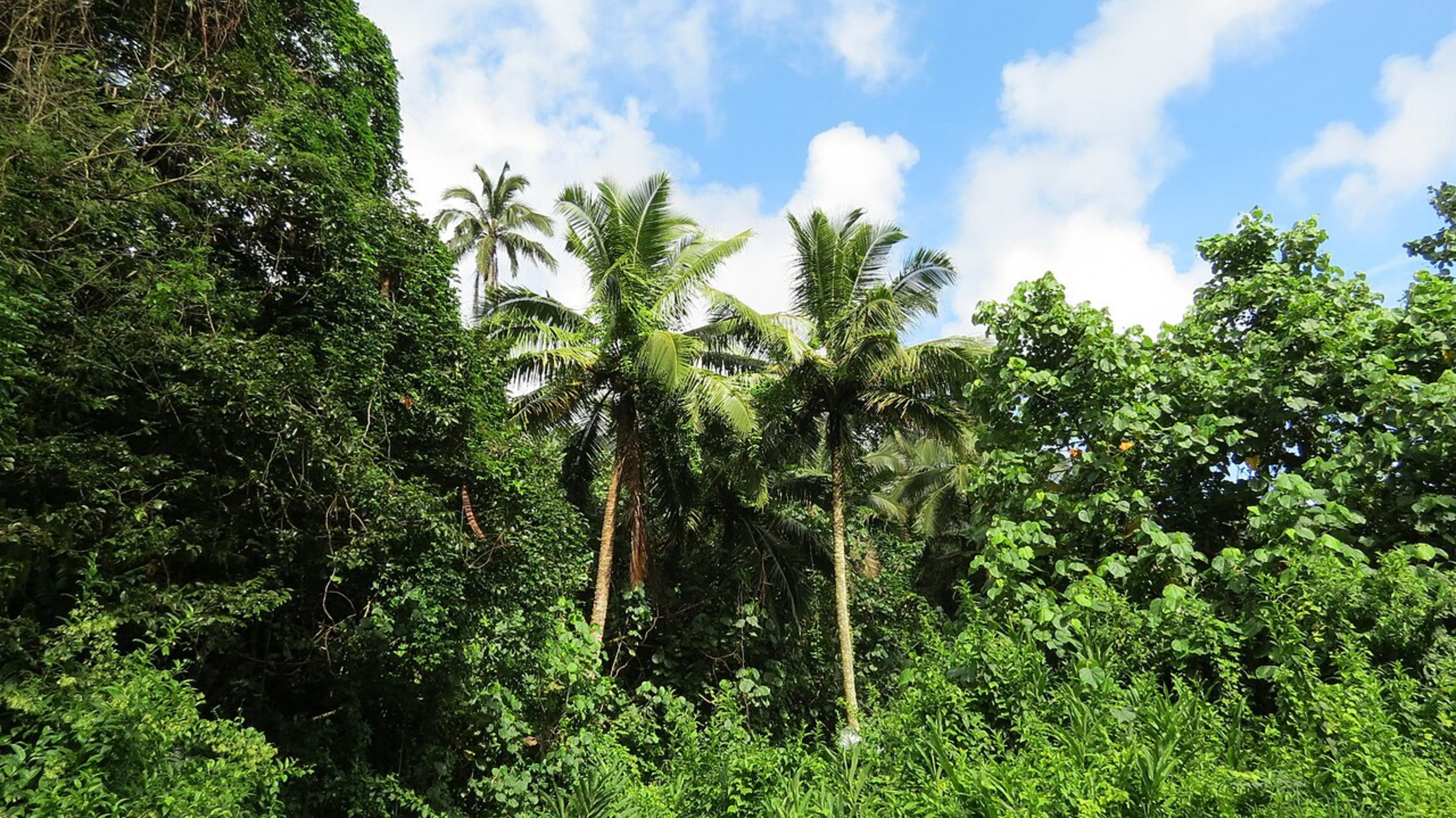 Cross-Island Track Hike