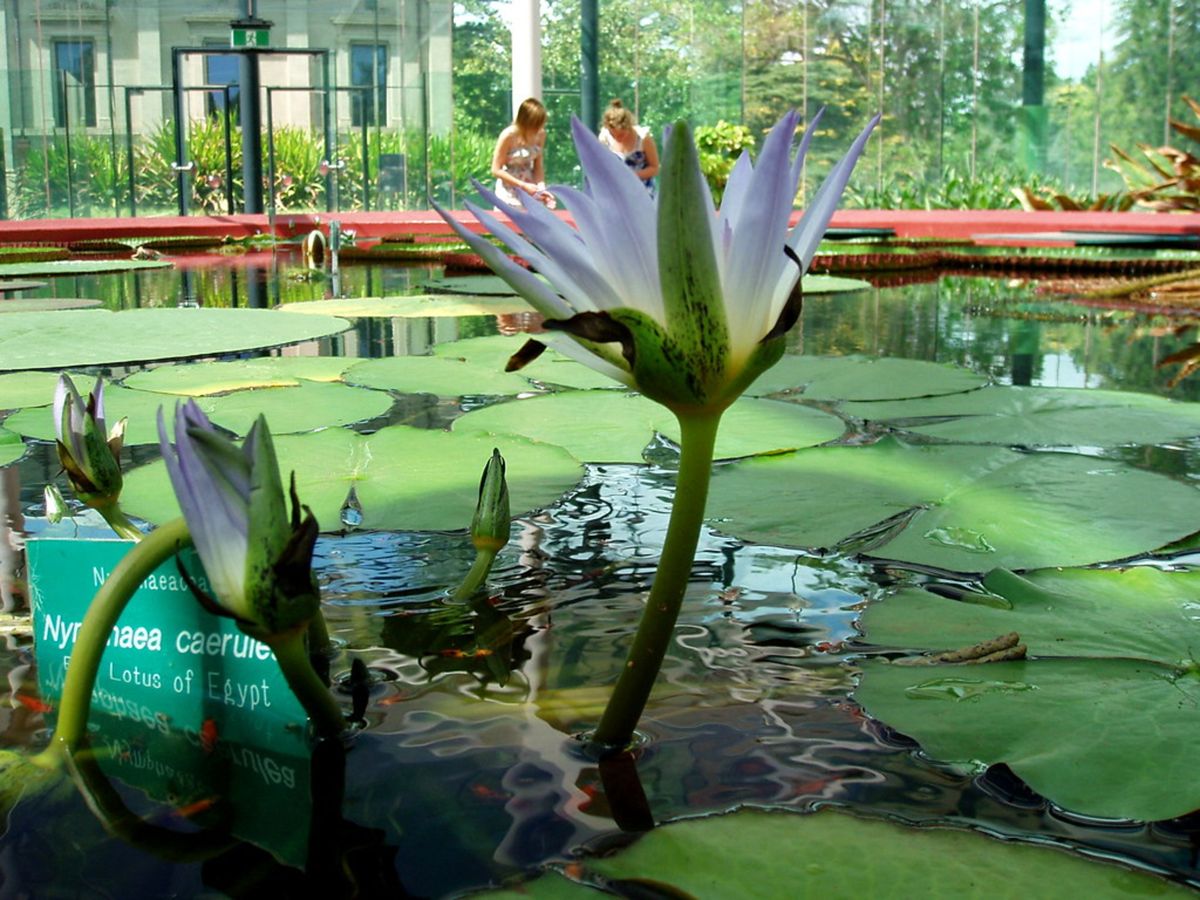 Adelaide Botanic Garden