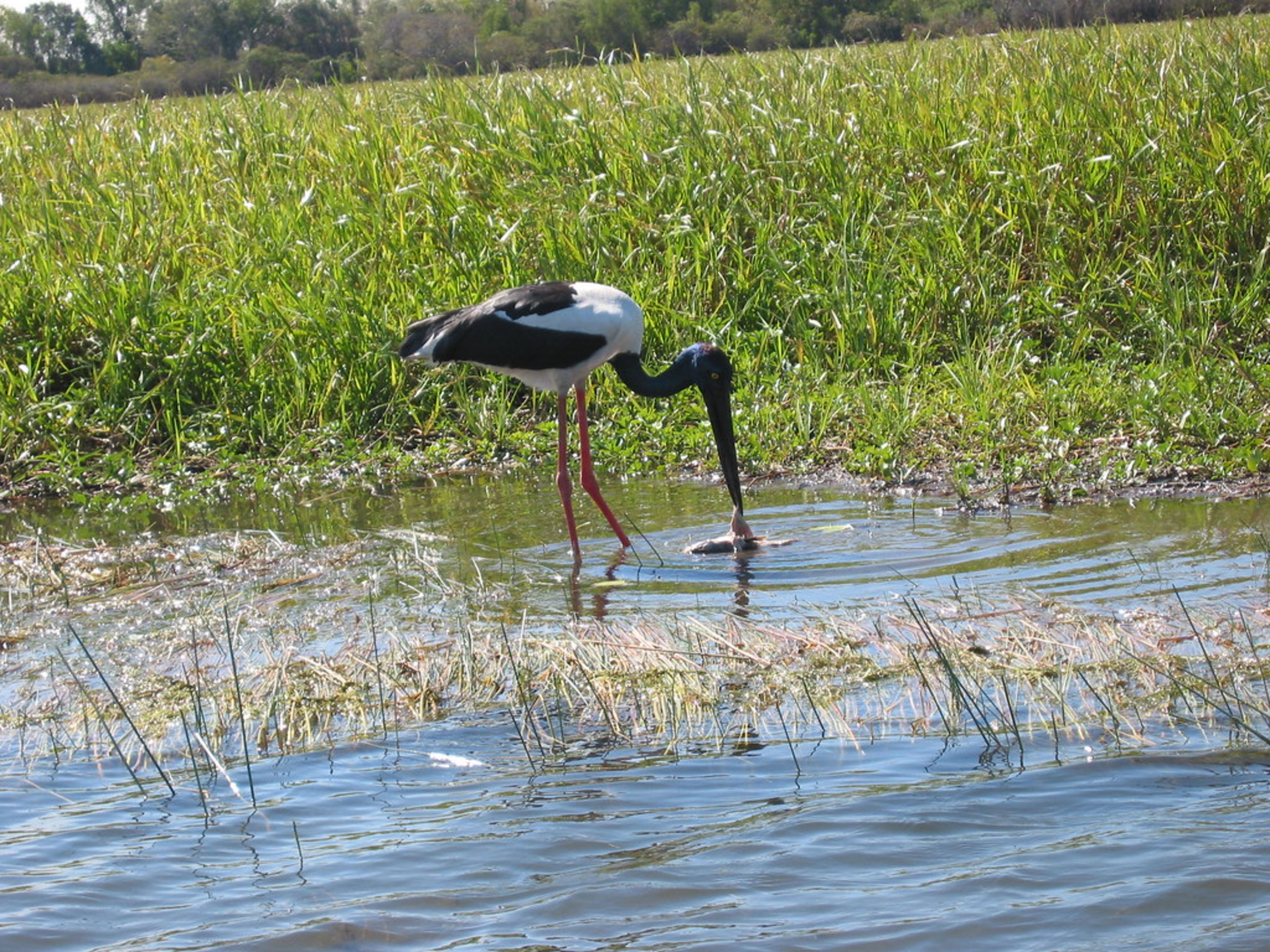 Kakadu National Park (day/overnight trip)