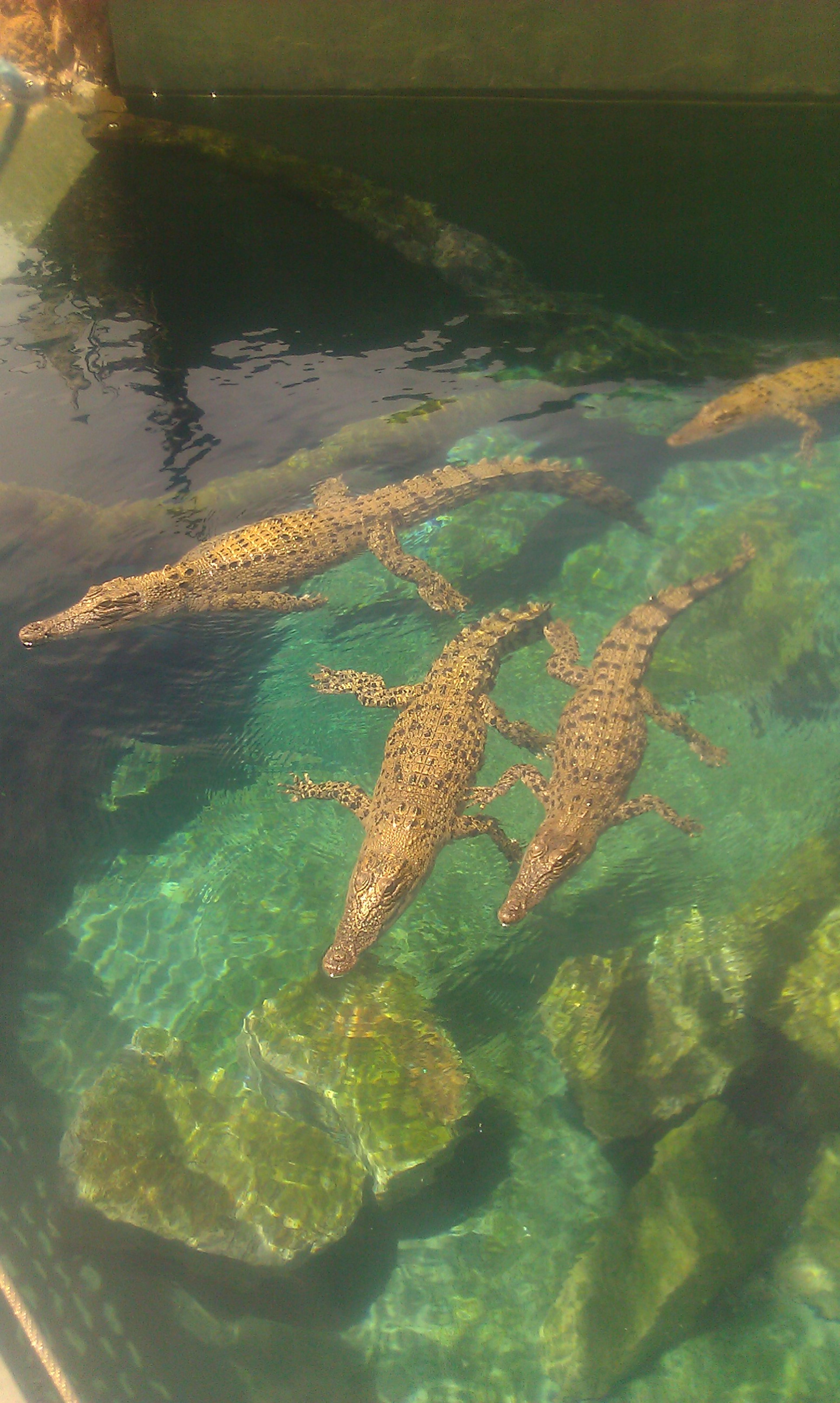 Crocosaurus Cove