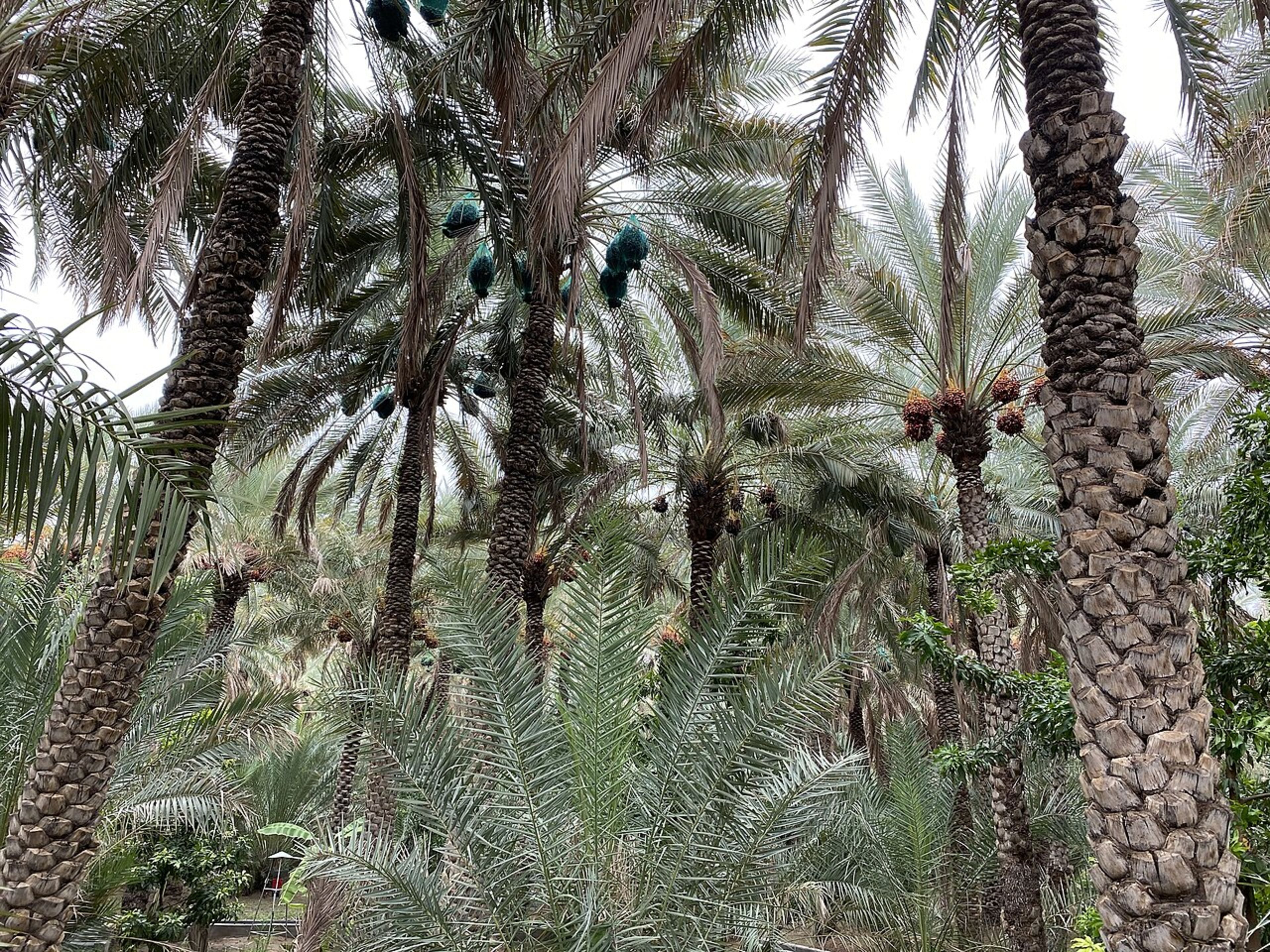 Al Ain Oasis (UNESCO – day trip)