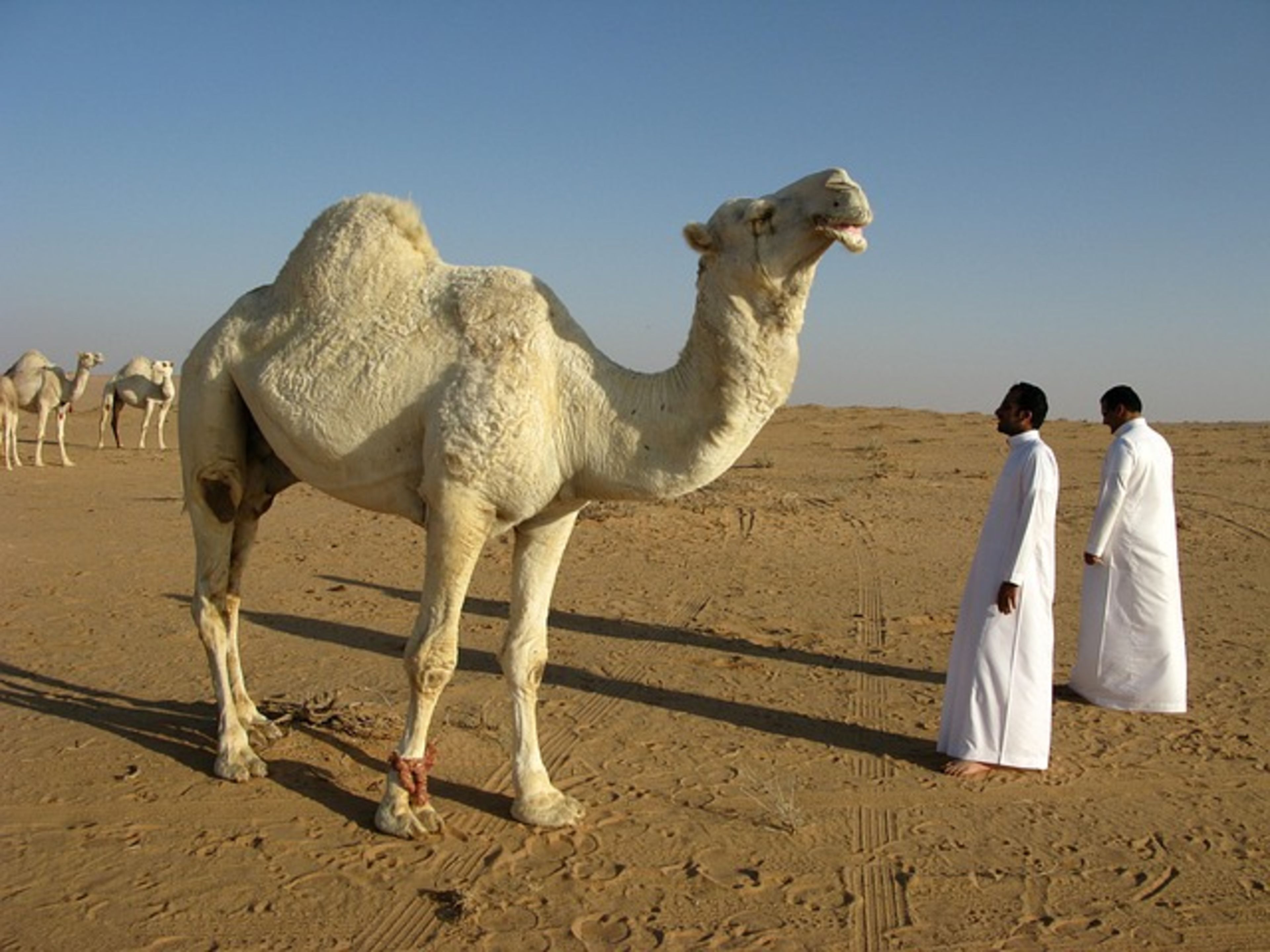 Riyadh Zoo