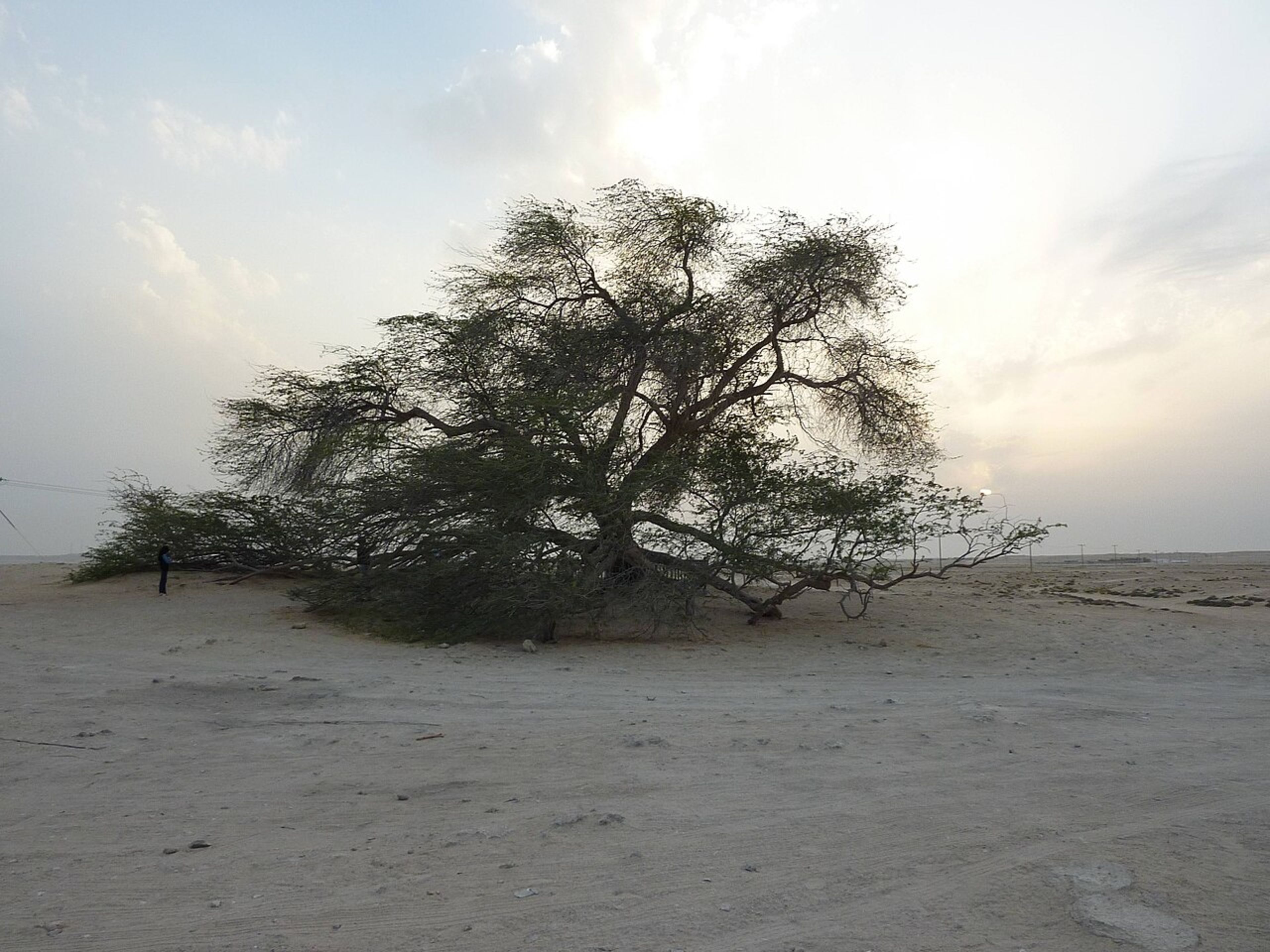 Tree of Life (Shajarat al-Hayat)