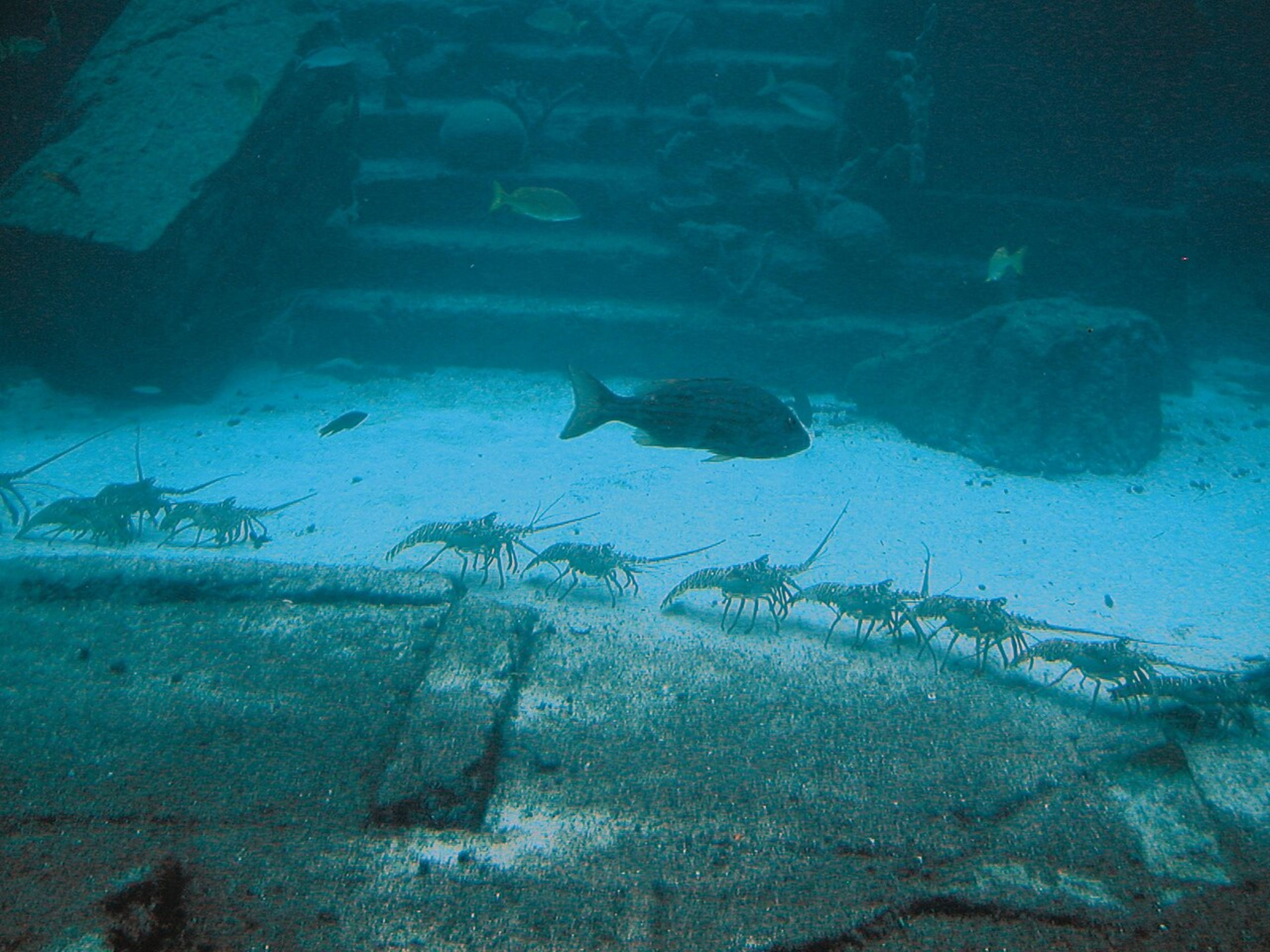 Nassau