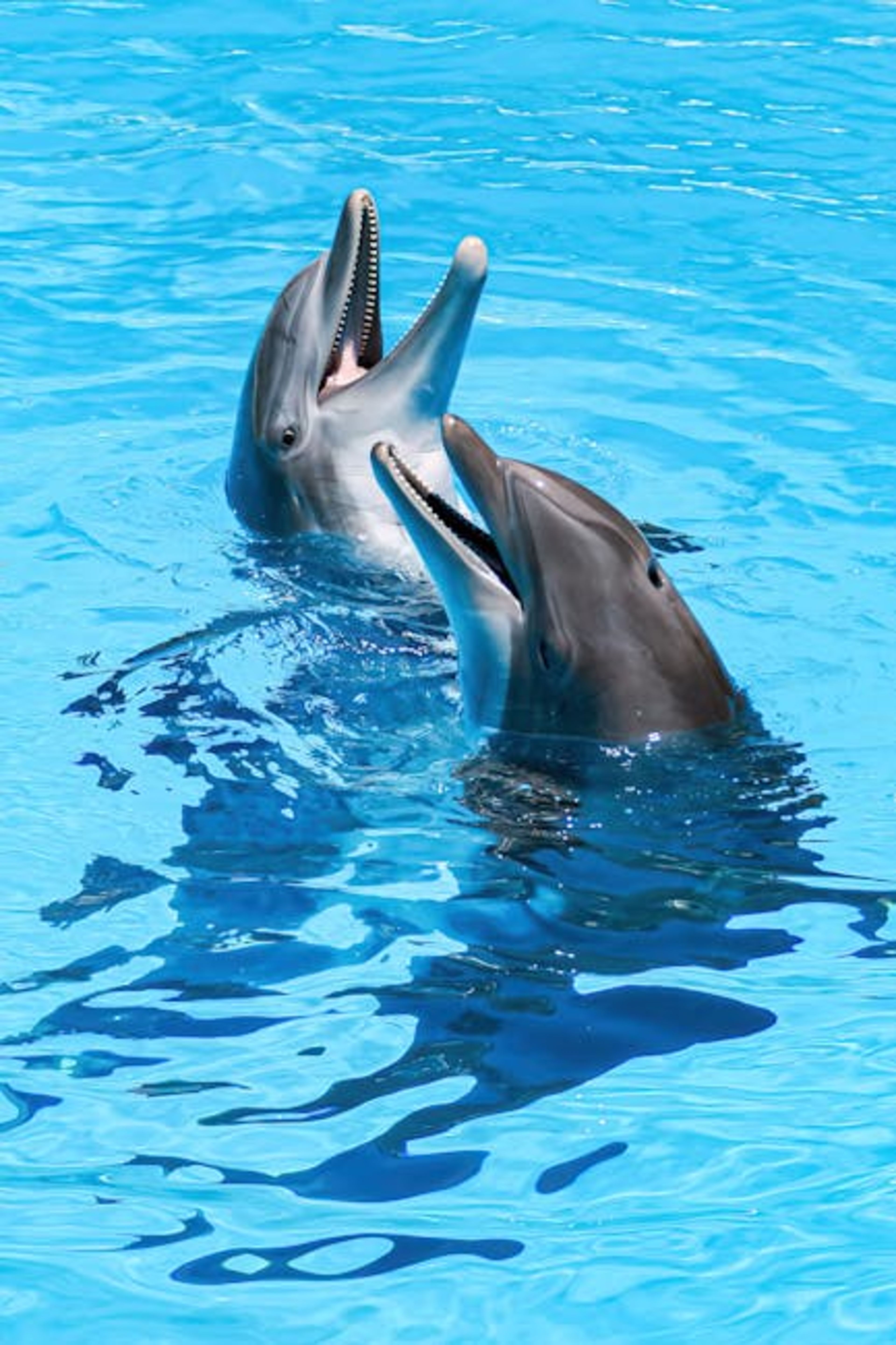 Curaçao Sea Aquarium