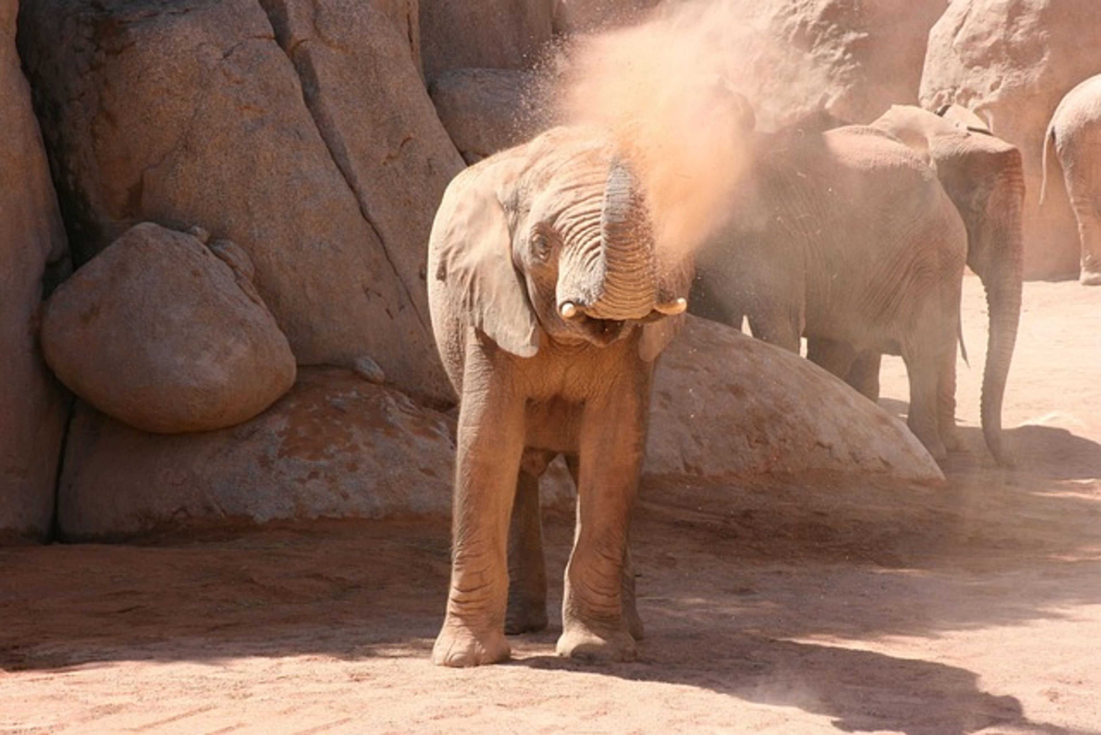 Bioparc Valencia