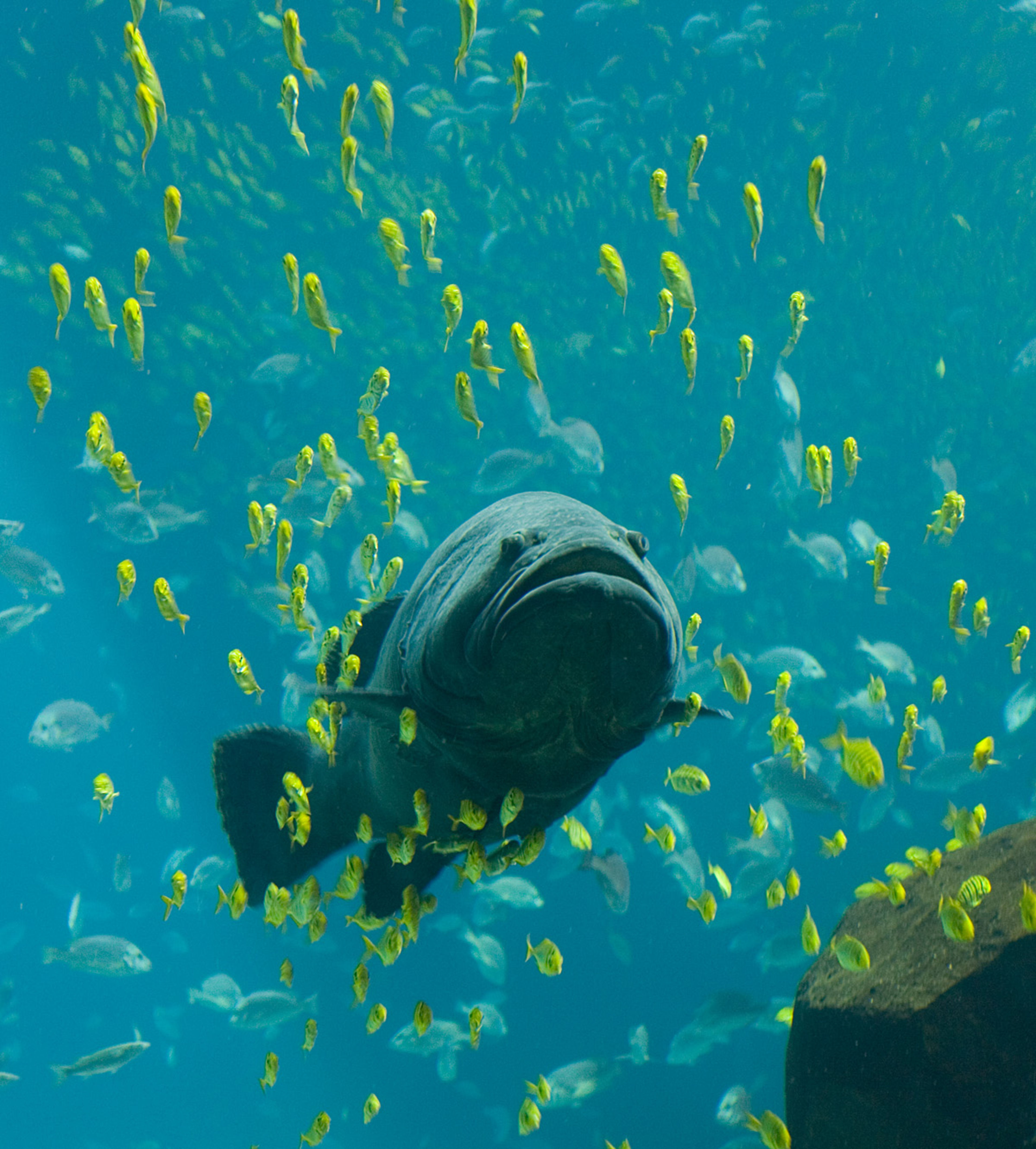 Georgia Aquarium