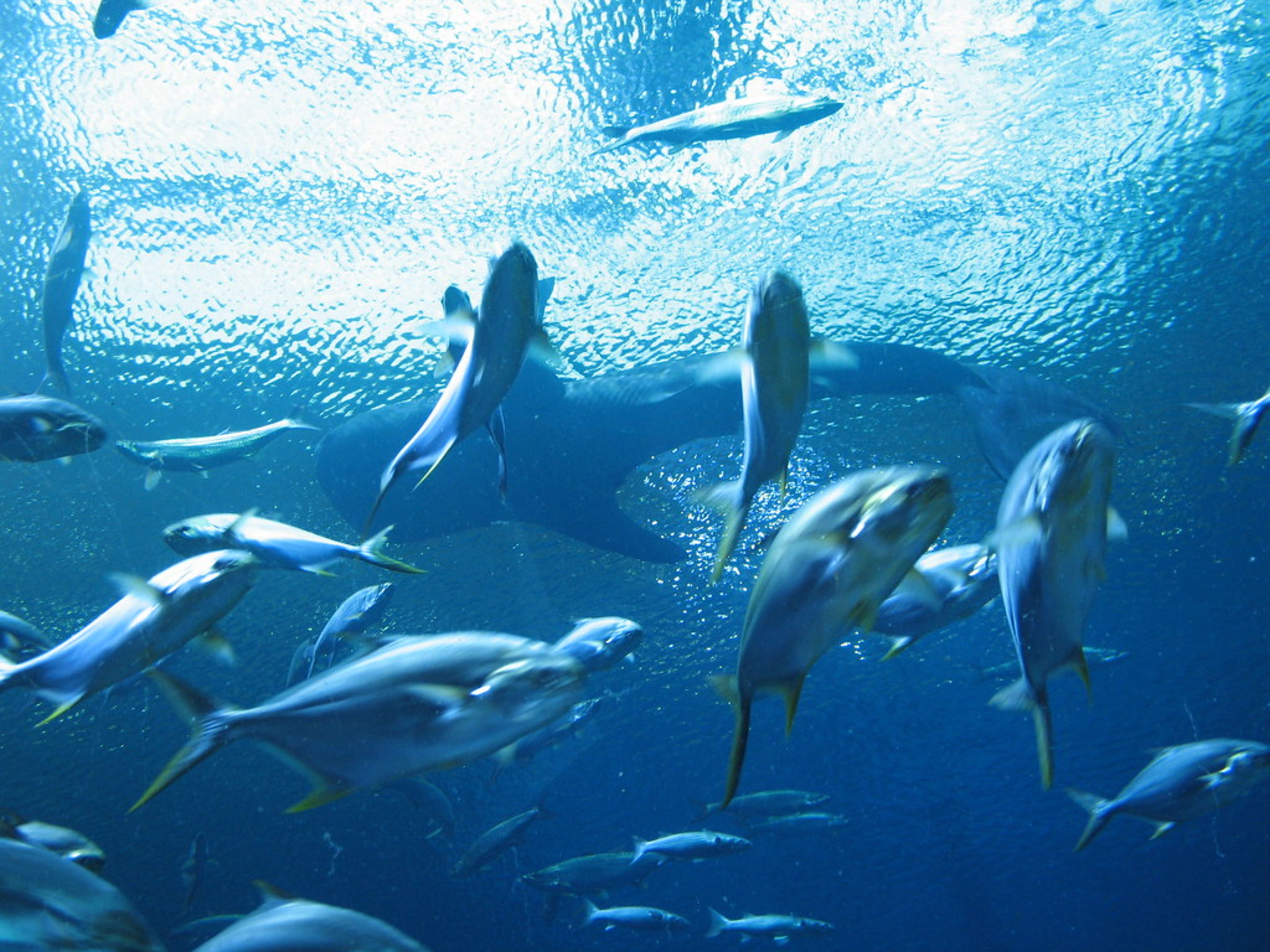 Georgia Aquarium