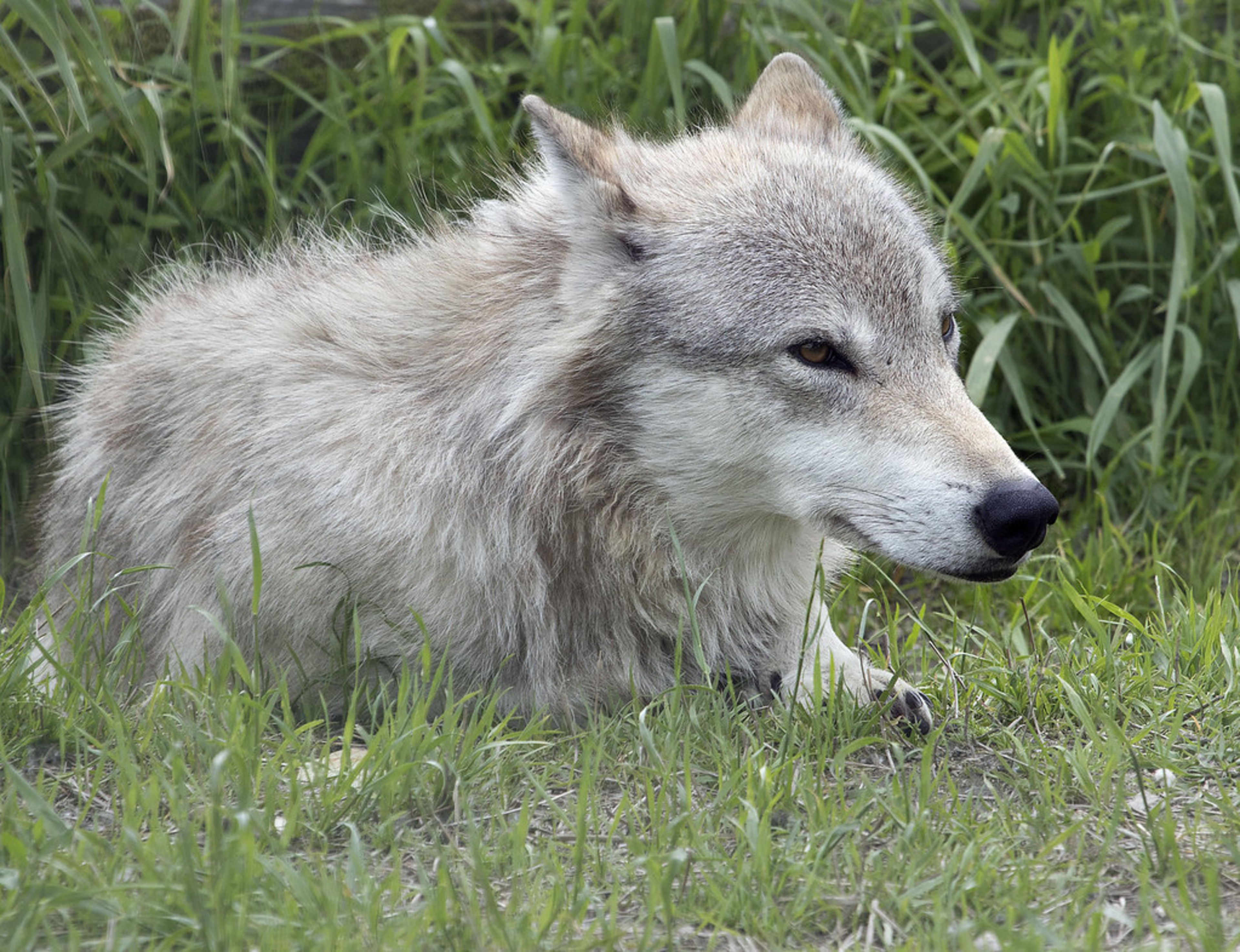 Alaska Wildlife Conservation Center