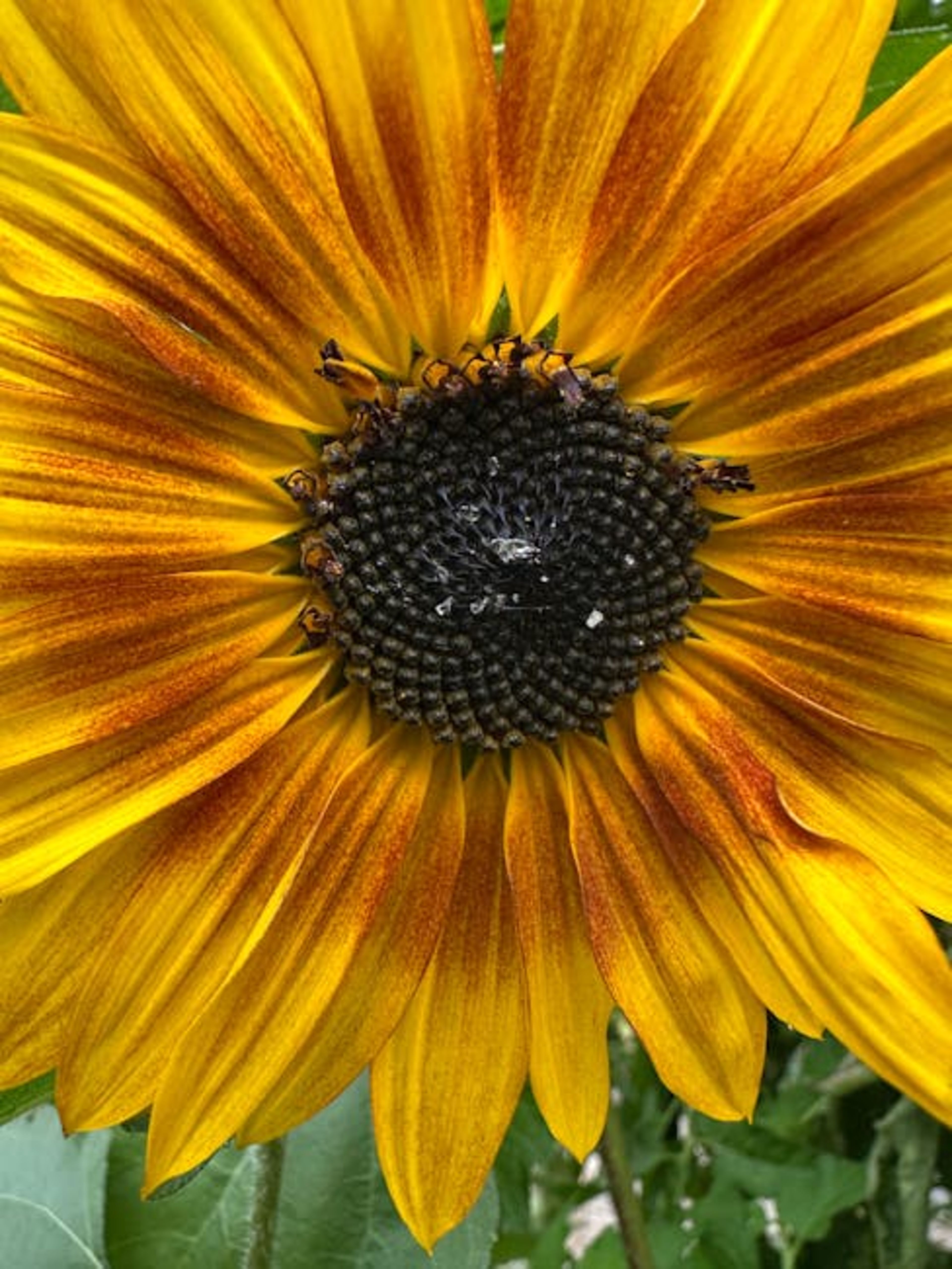 Hope Botanical Gardens