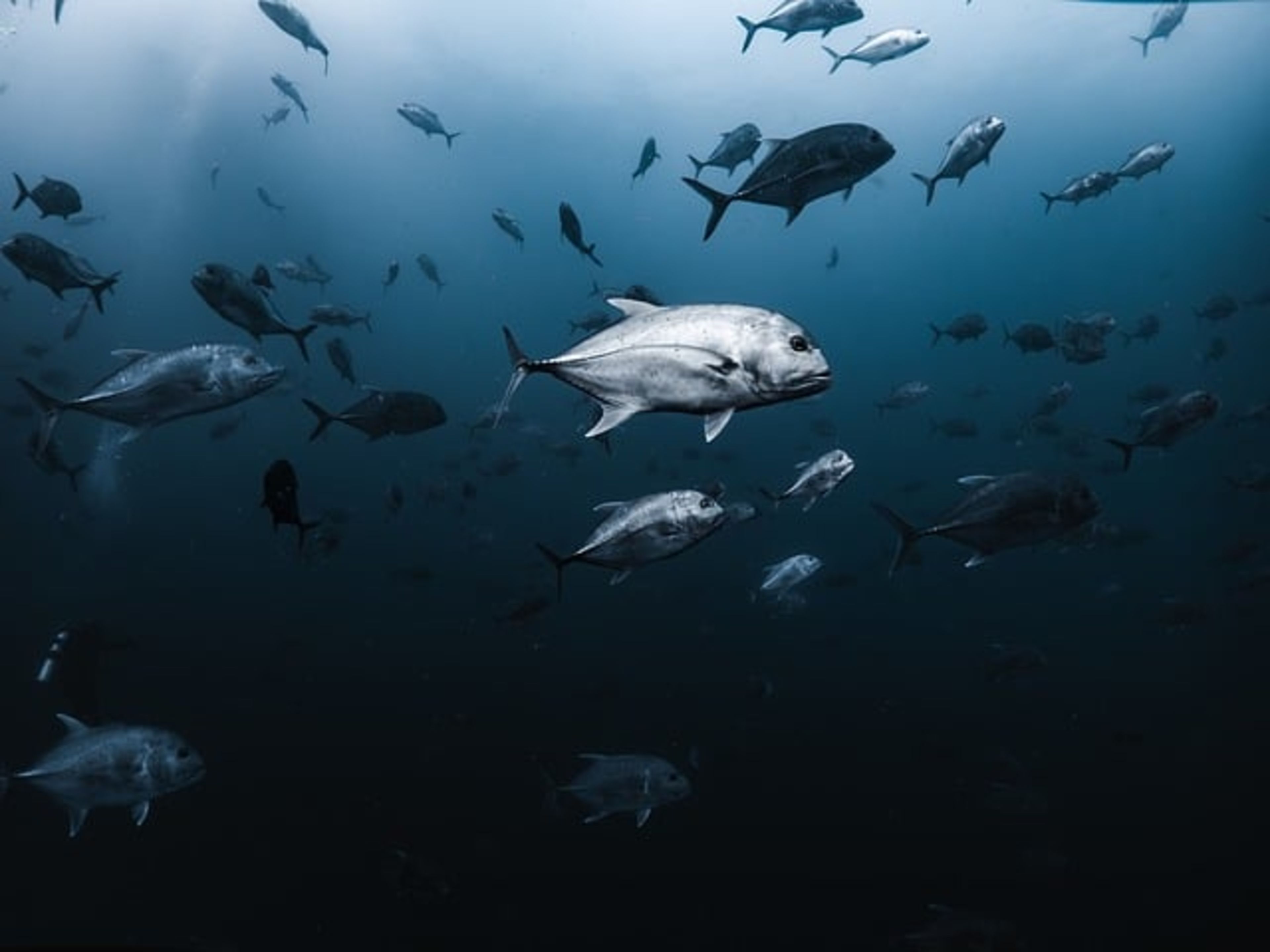 Belize Barrier Reef (UNESCO)