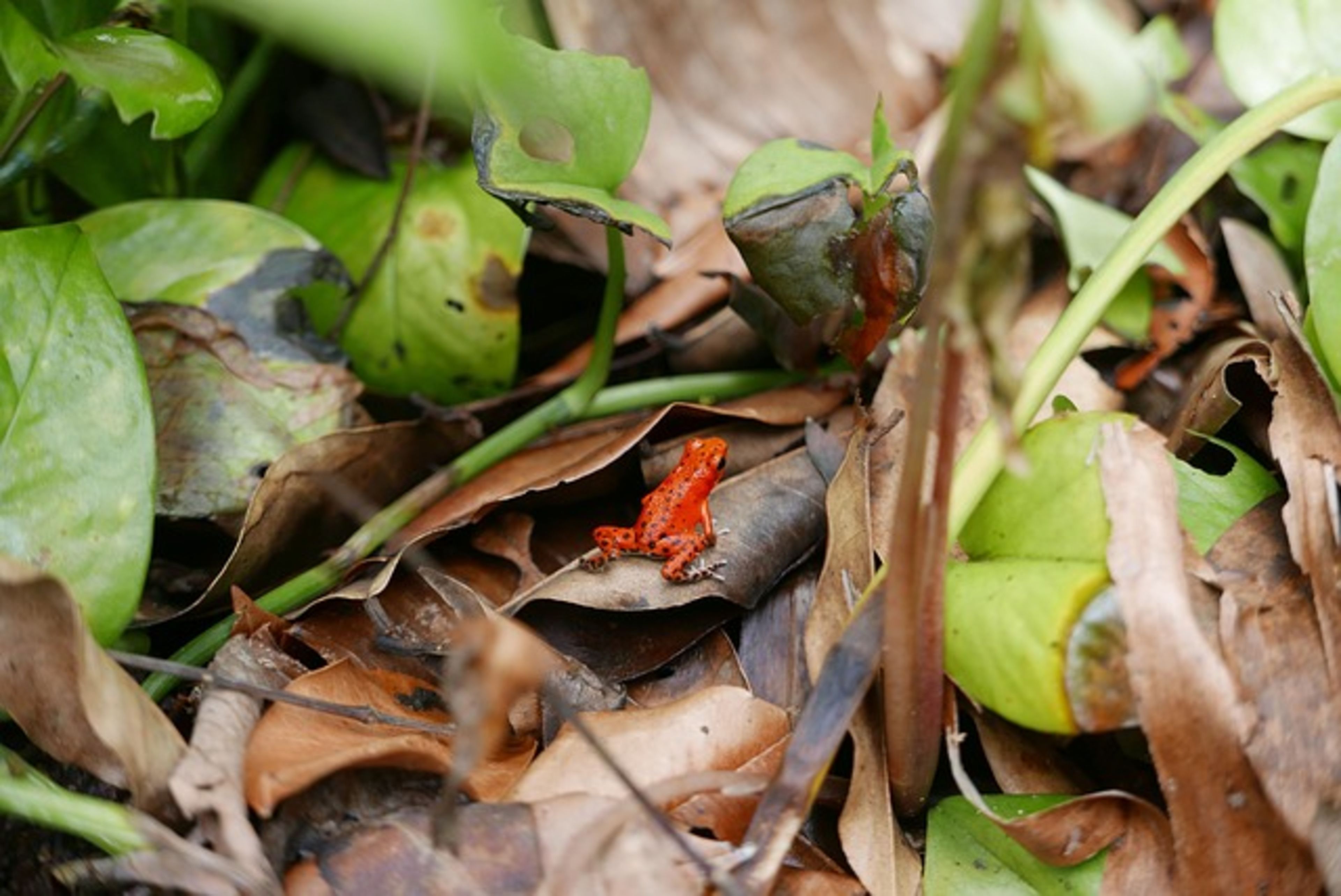 Isla Bastimentos (Red Frog Beach)