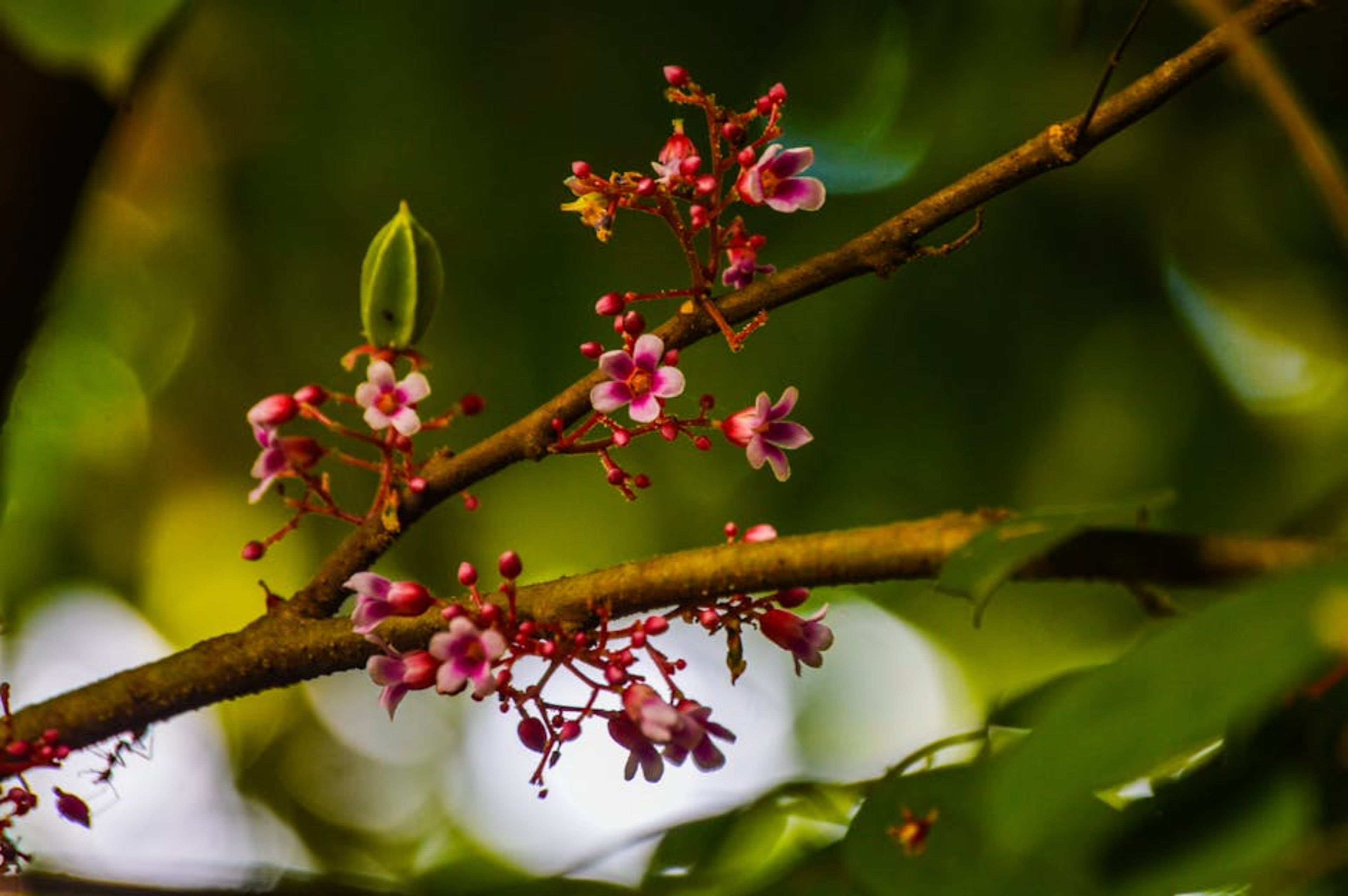 Carambola Botanical Garden