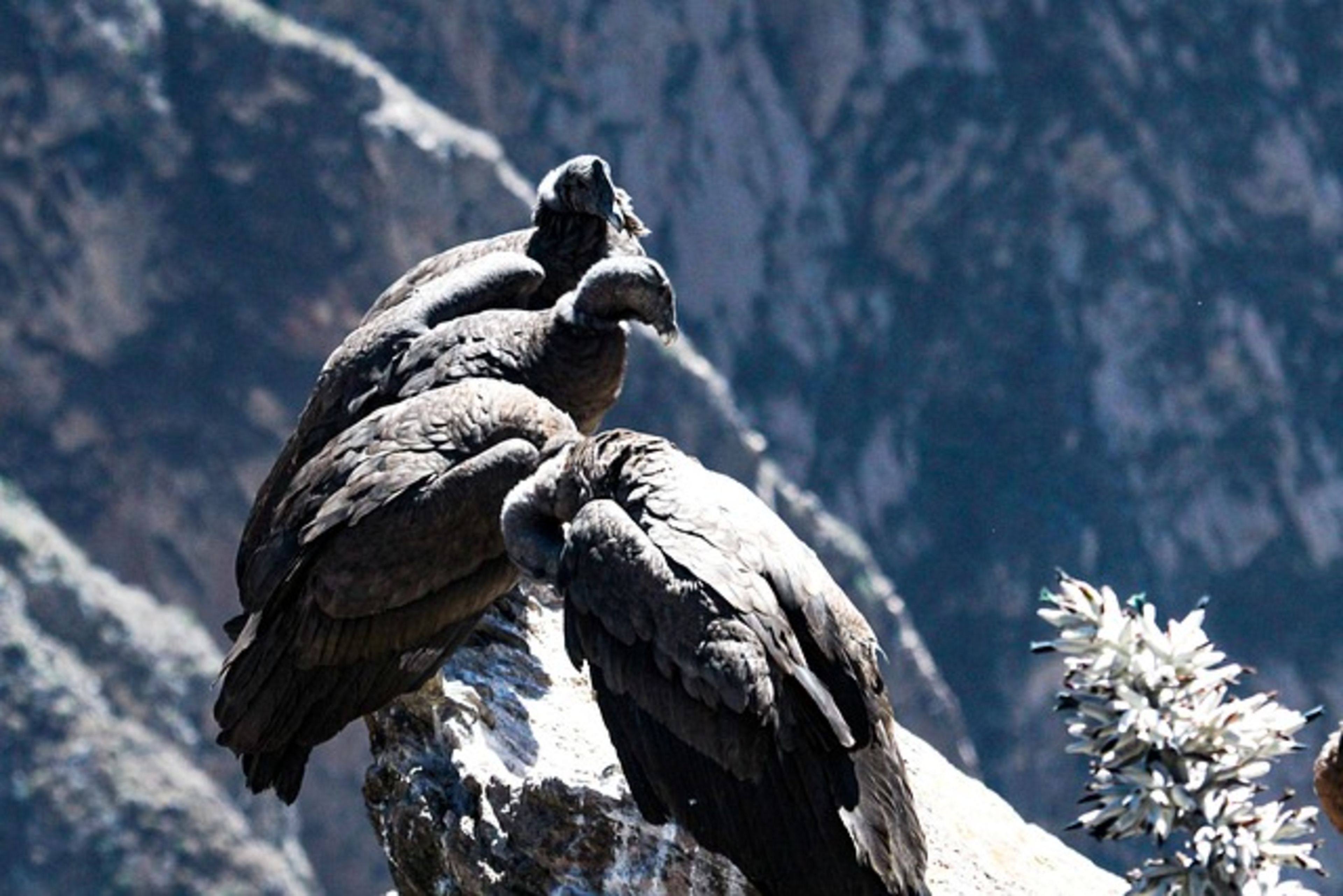 Colca Canyon (day/overnight trip)